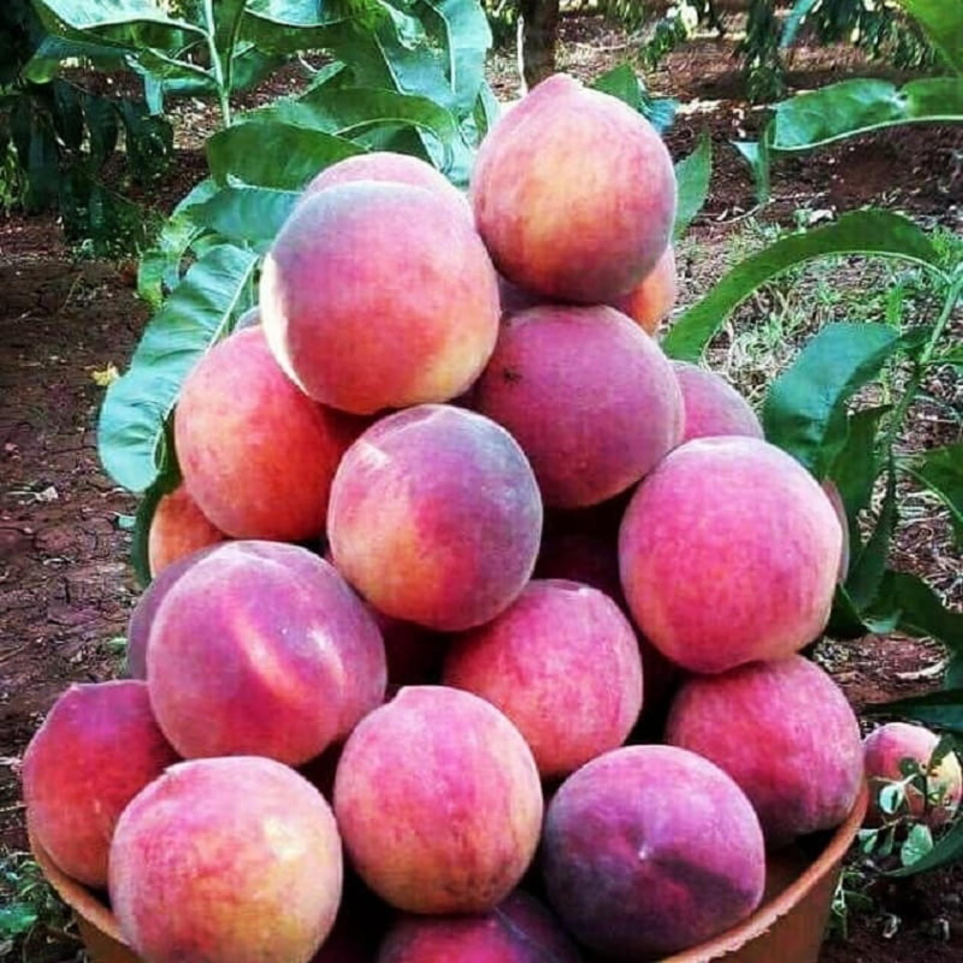 محصولات باغ‌های پریان