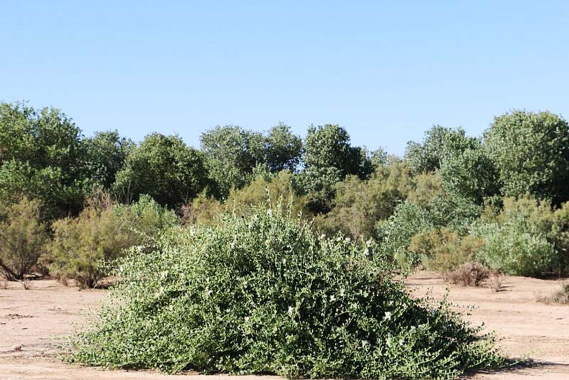 پوشش گیاهی پارک ملی کرخه