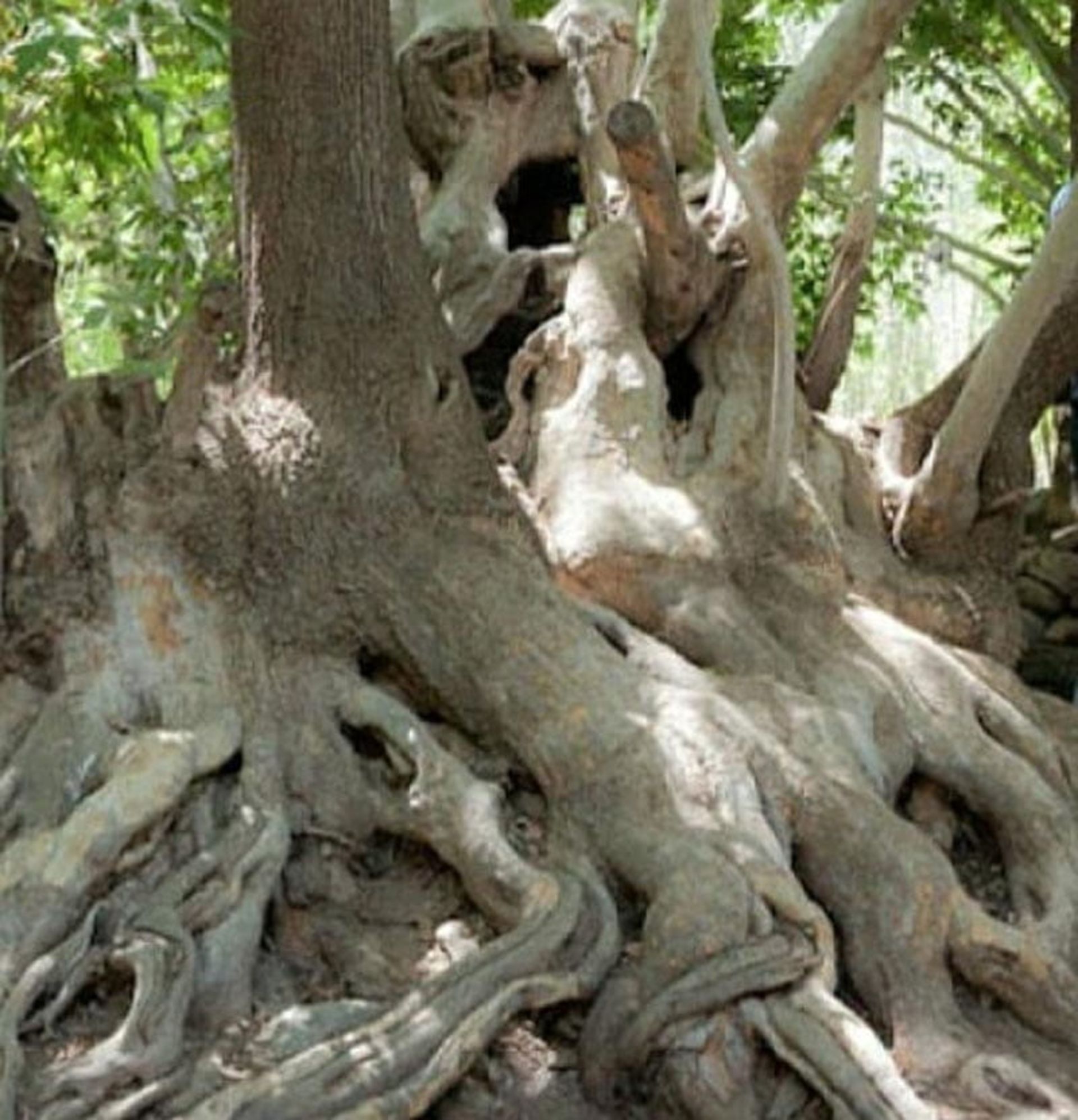 درخت کهن در روستای اوره از نمای نزدیک