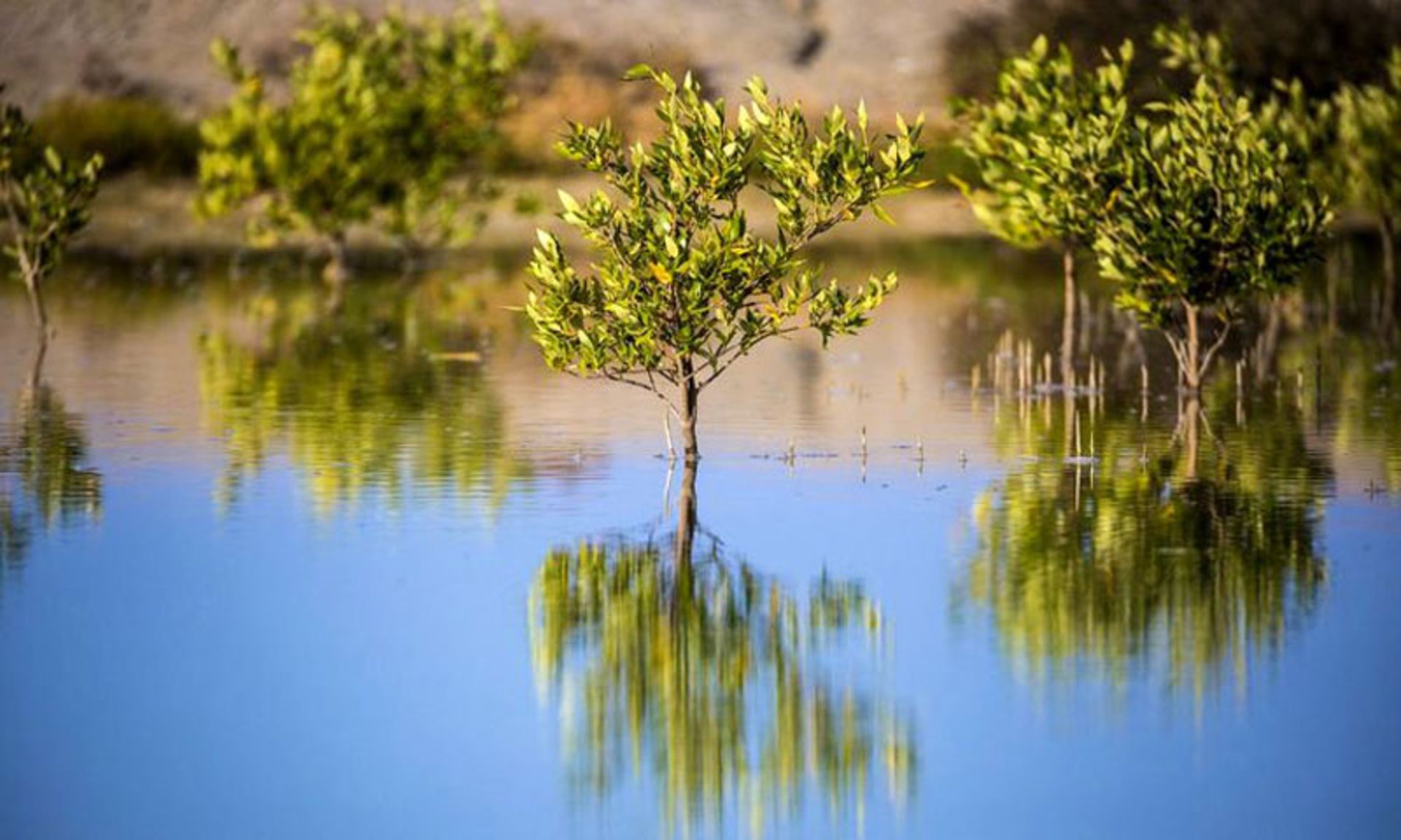 درخت حرا در پارک ملی نایبند