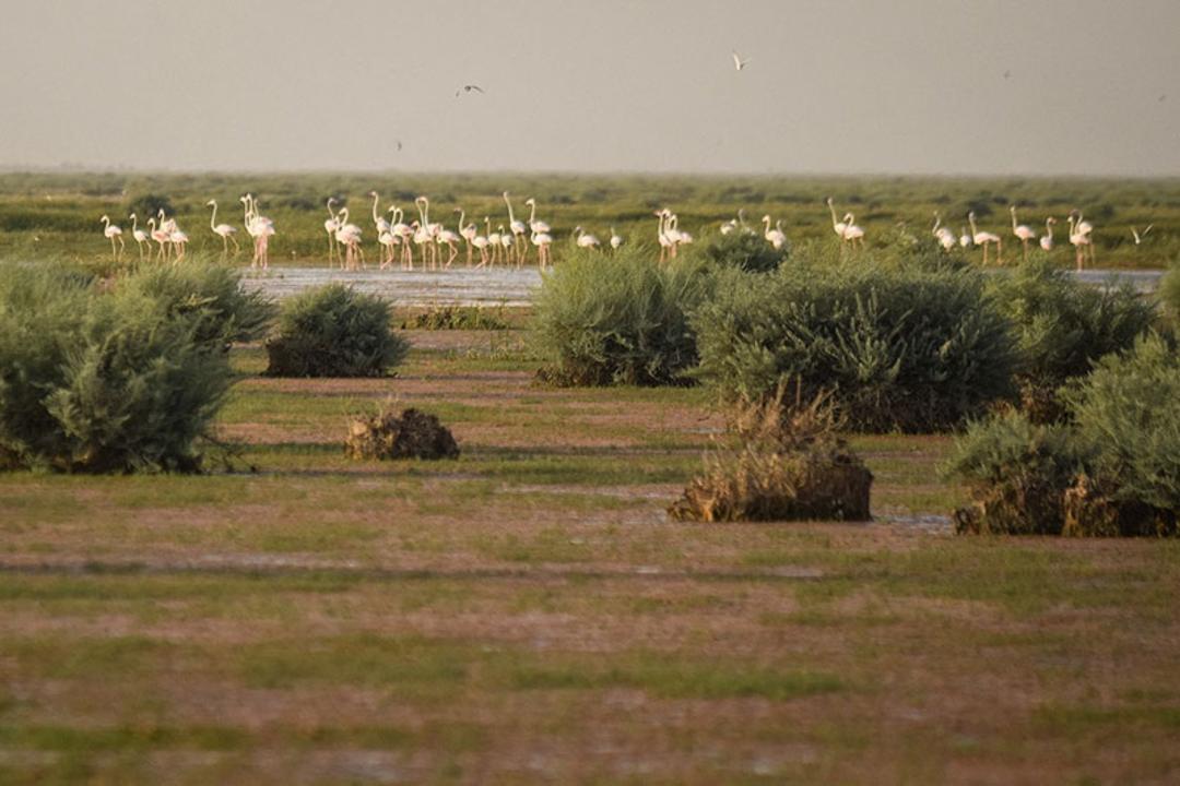کاشت نی در تالاب هامون