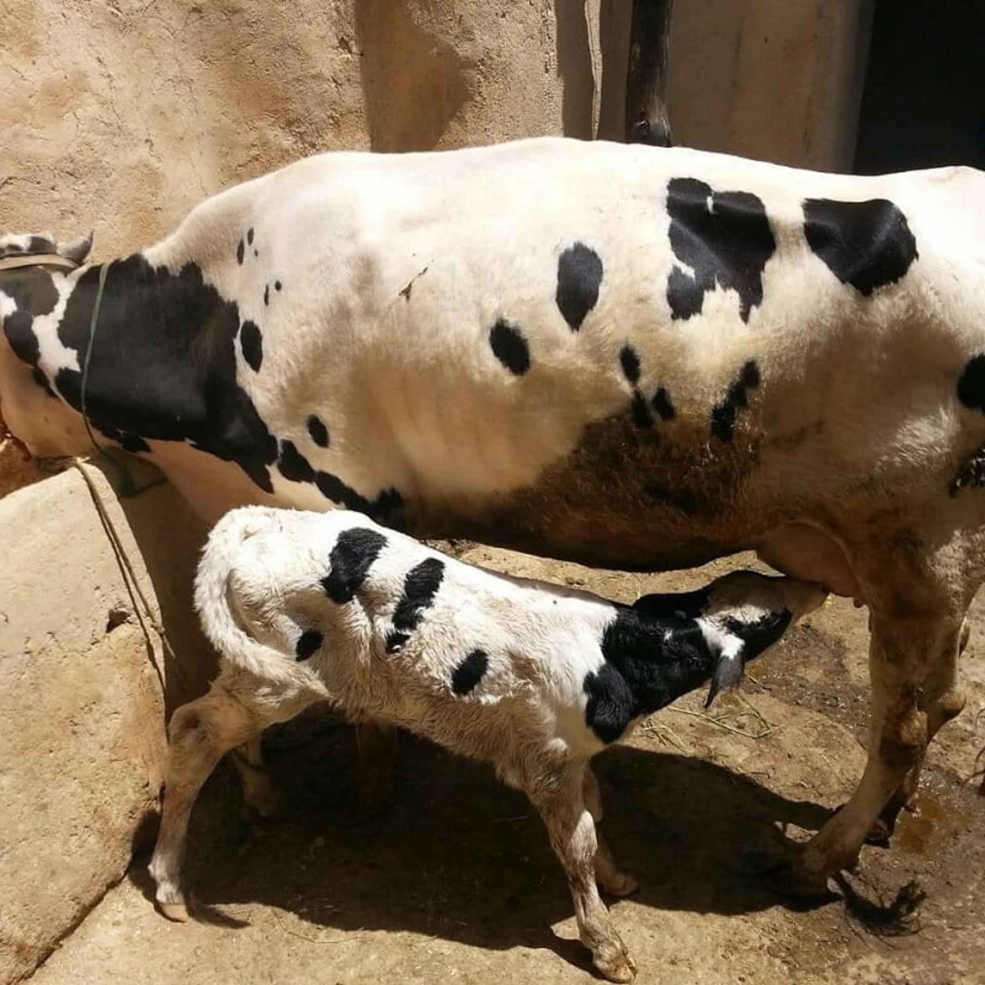 طویله کاهگلی روستای پریان
