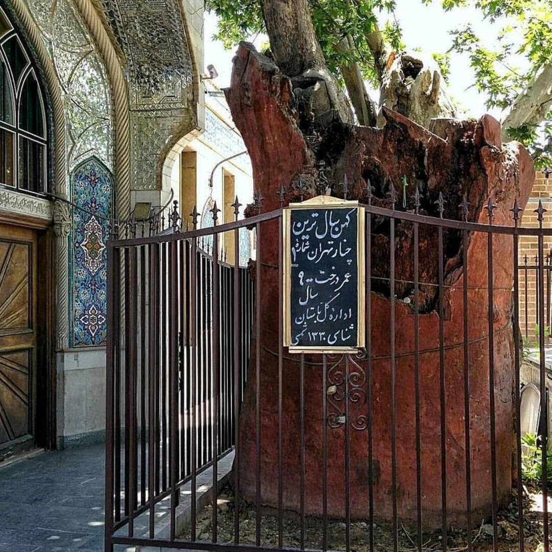 درخت چنار امام‌زاده یحیی