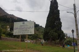درخت روستای هرزویل