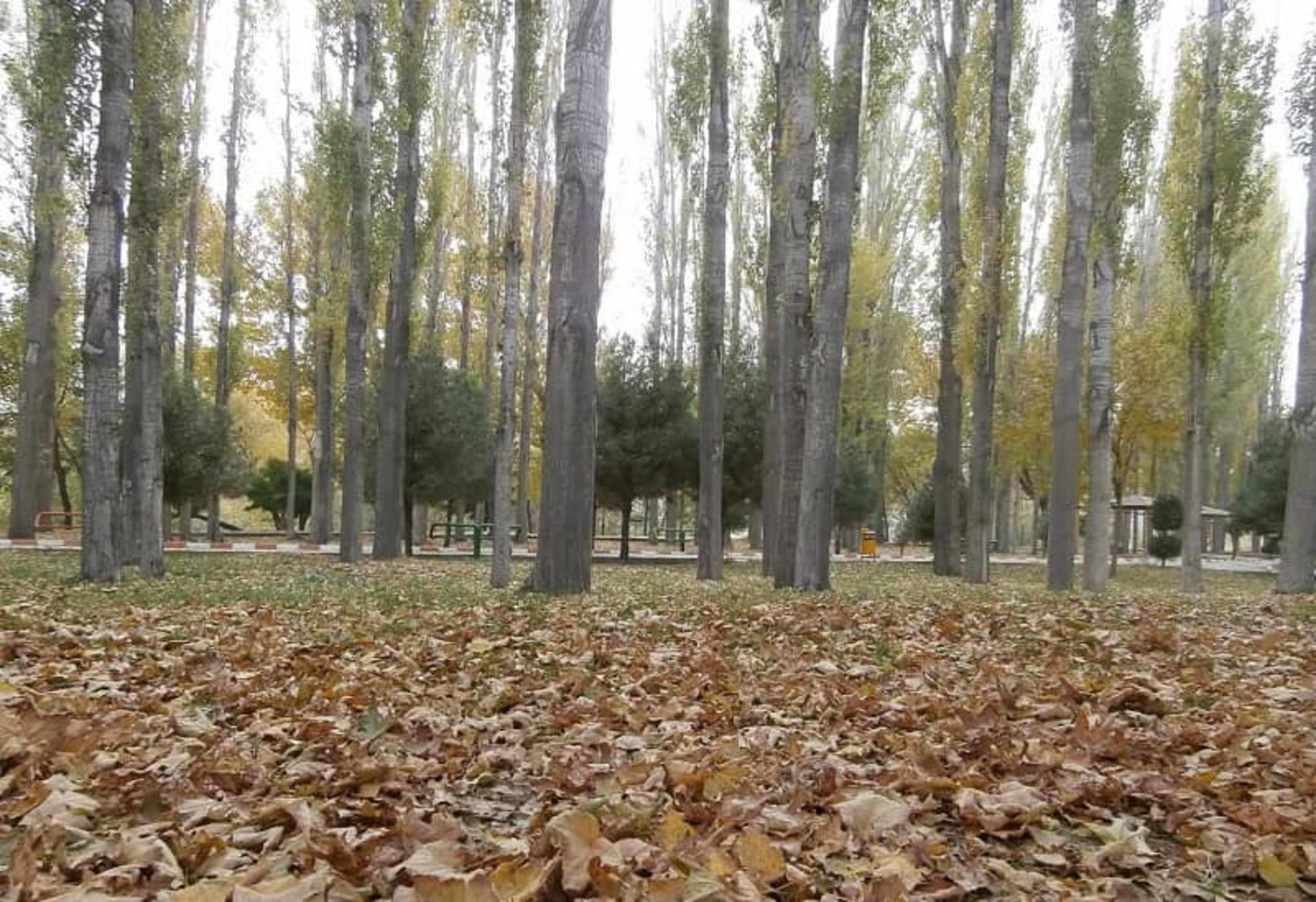 باغ میکاییل در پاییز