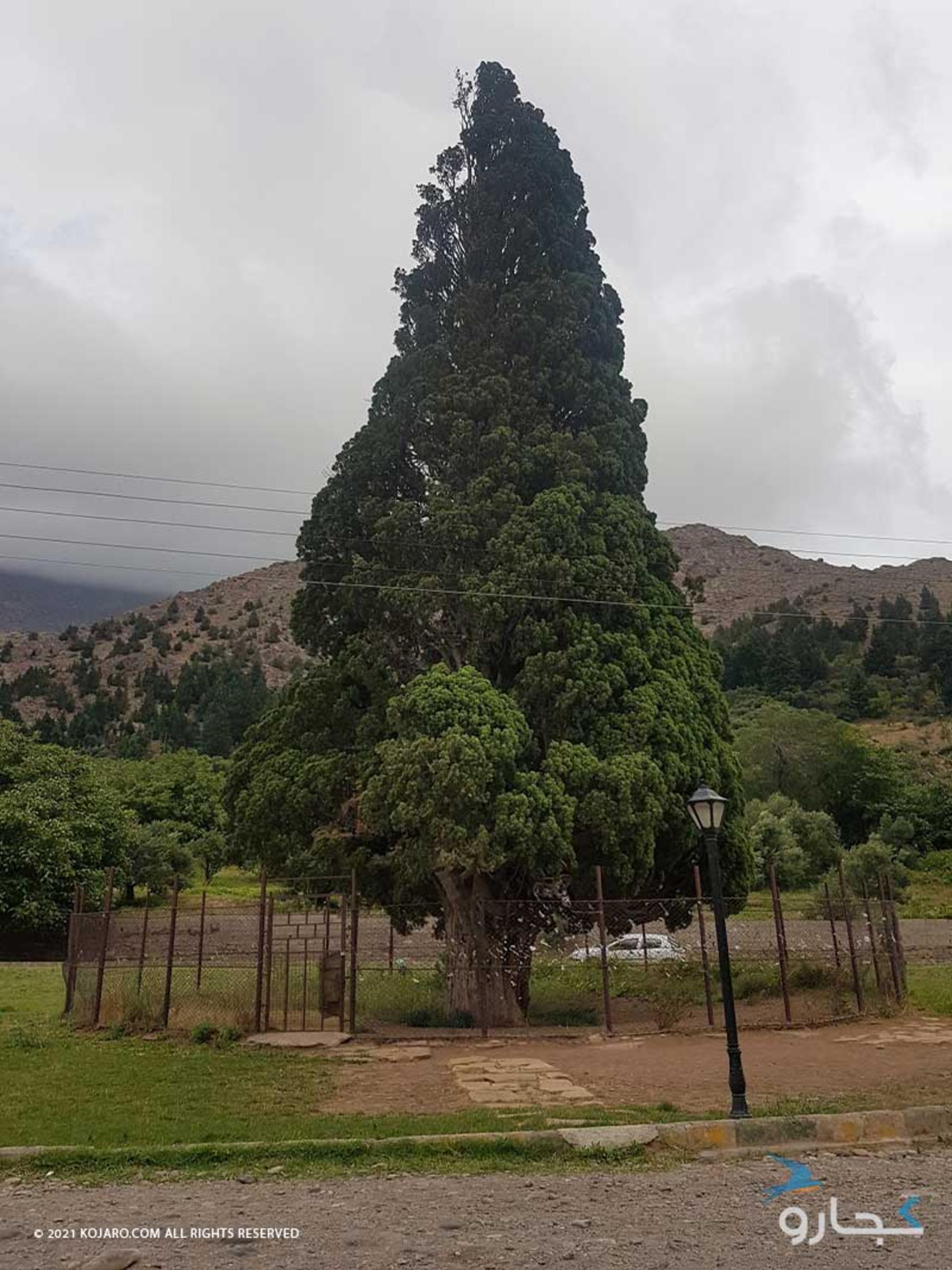 درخت سرو هرزویل