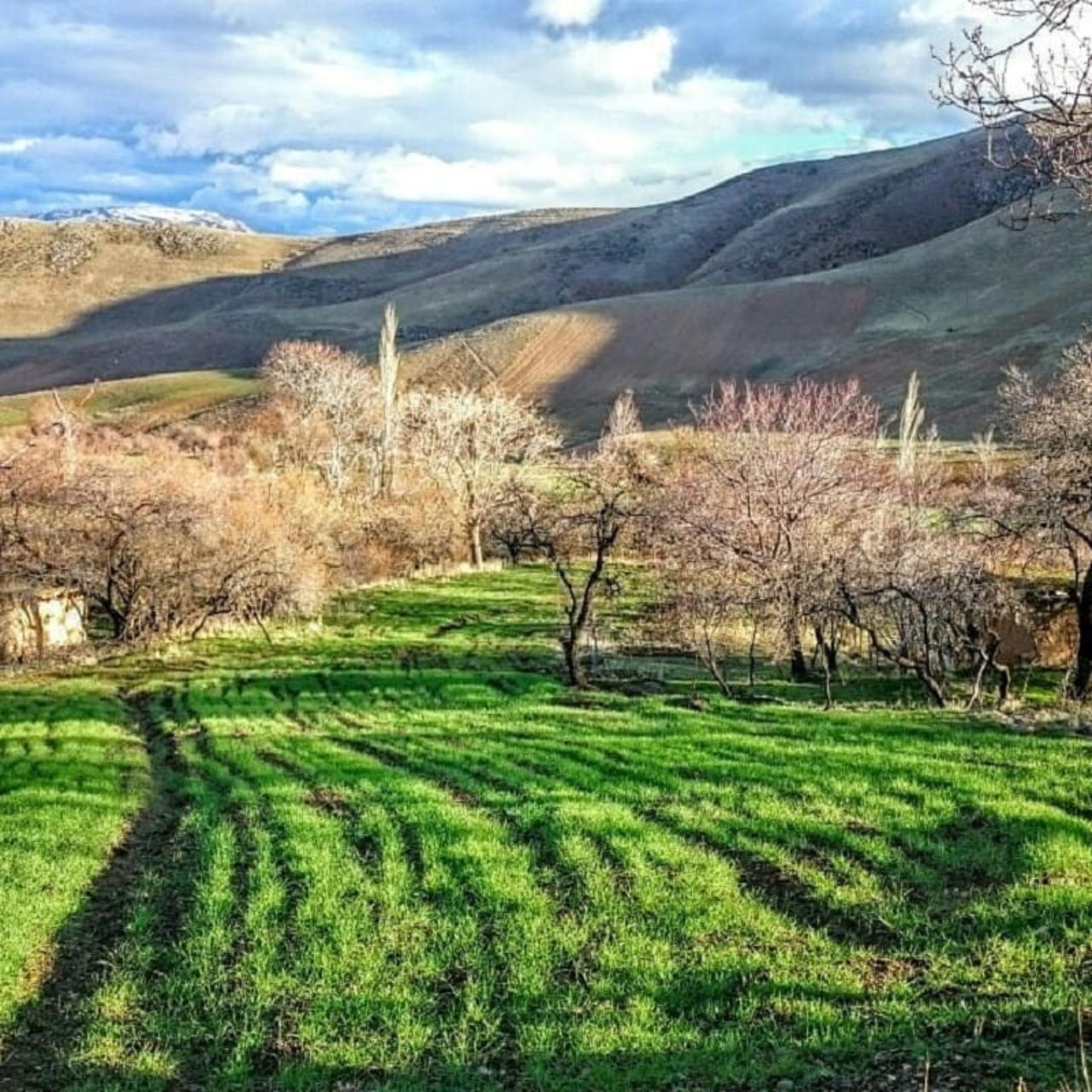 شکوفه‌های بهاری درختان بادام