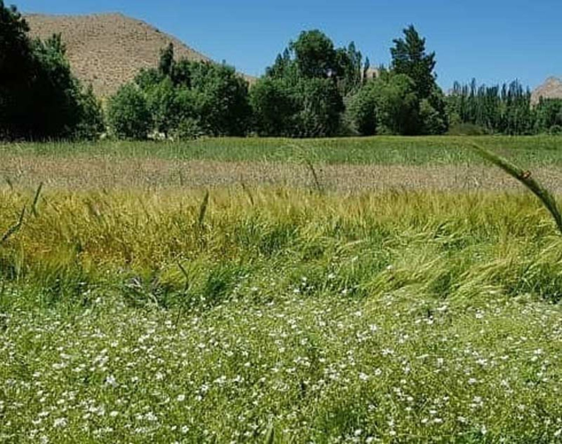 درختان سبز و بوته زارهای اطراف روستای هونجان اصفهان