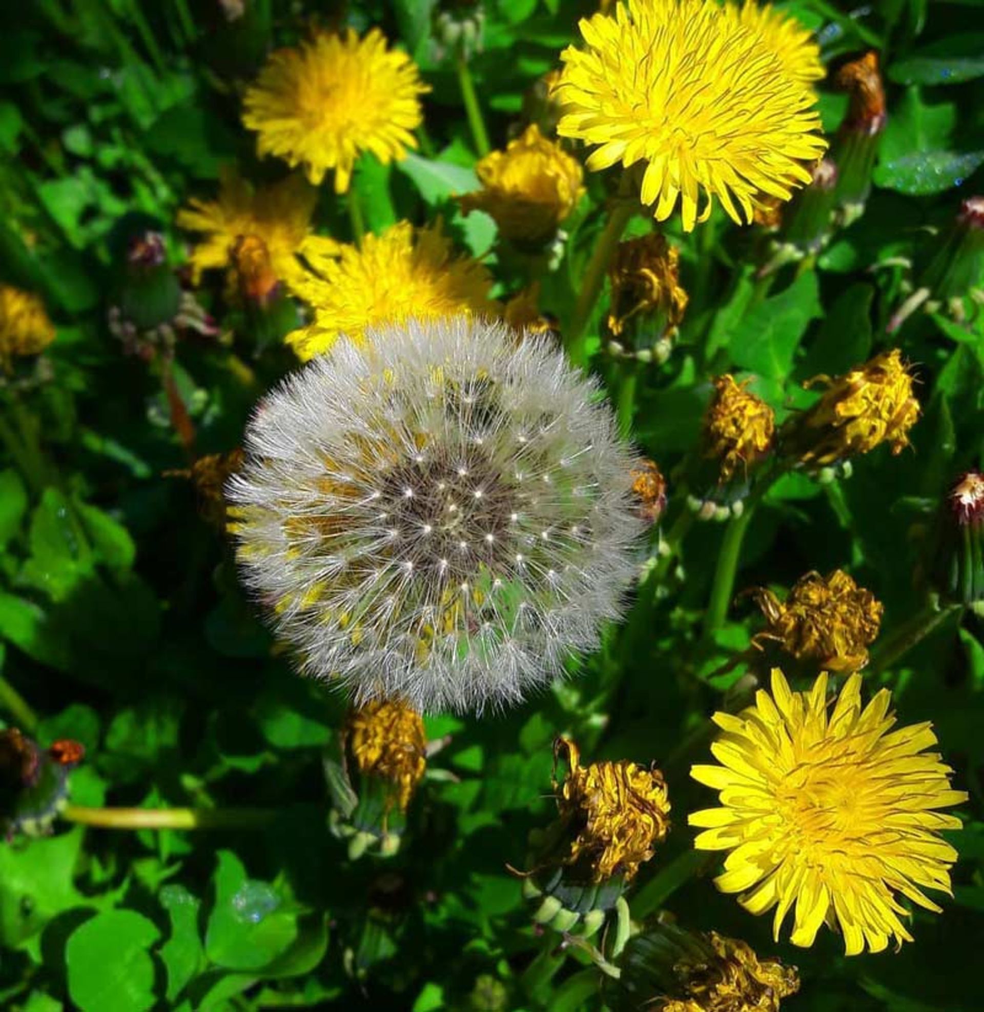 گل های وحشی در طبیعت بهاری روستای خفر از نمای نزدیک