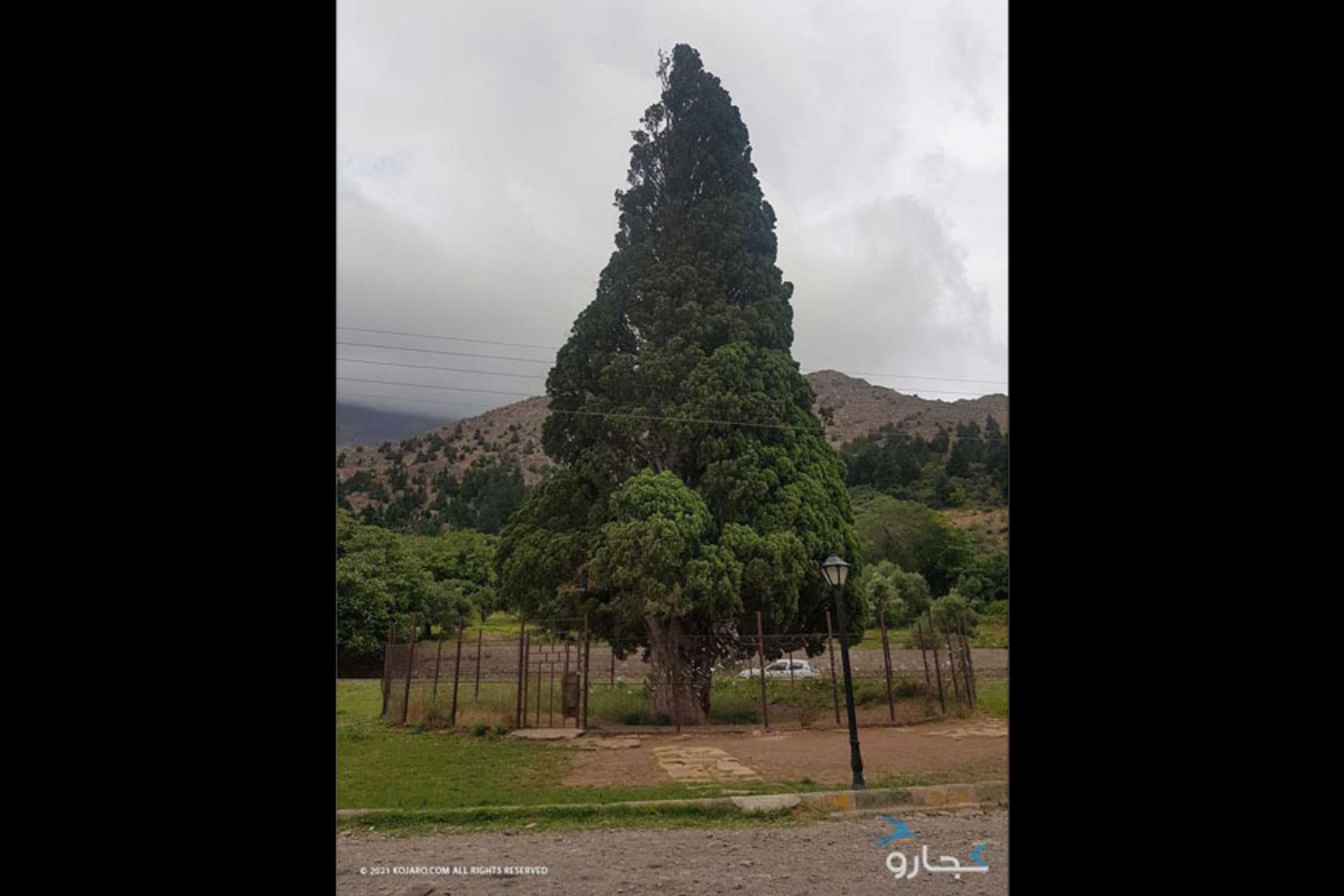 درخت سرو هرزویل