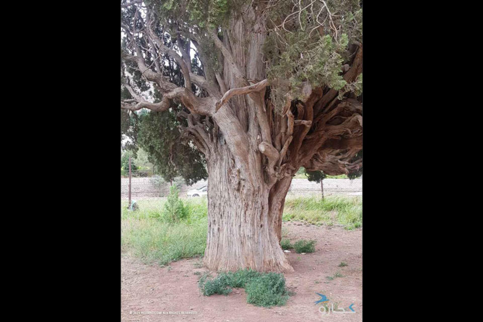 درخت سرو هرزویل