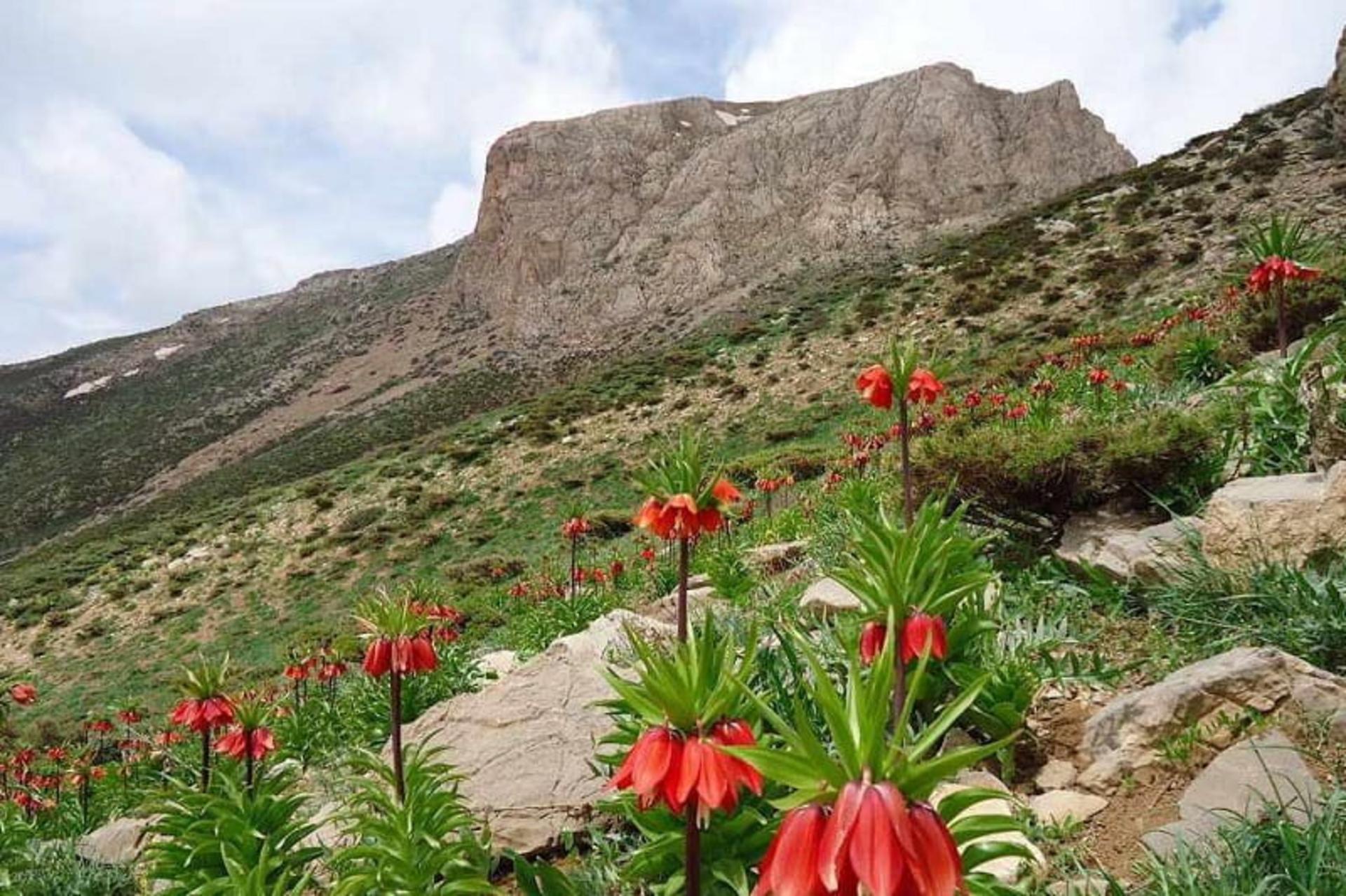 دژ قلات شاه