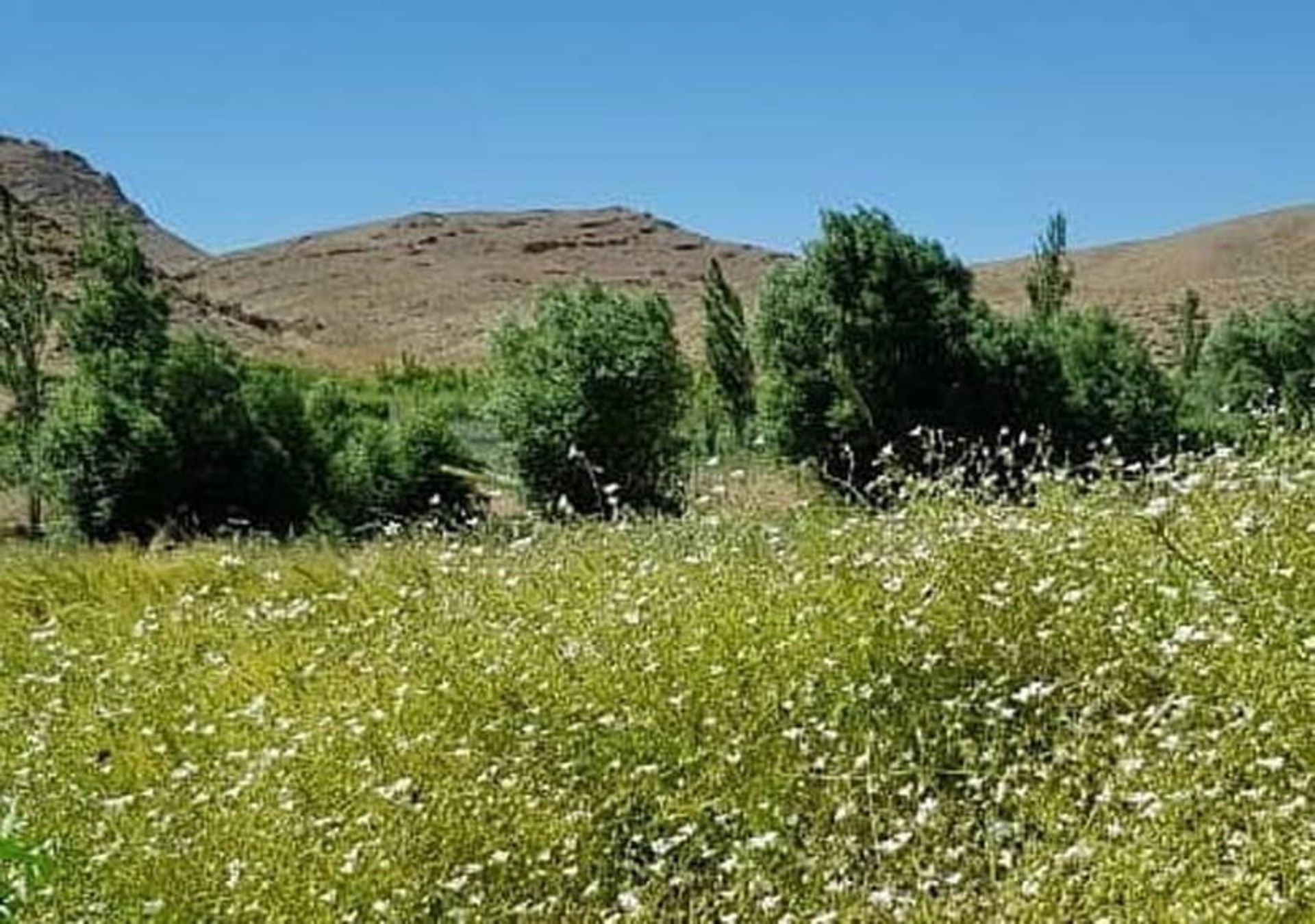 درختان سبز و گل های صحرایی روستای هونجان