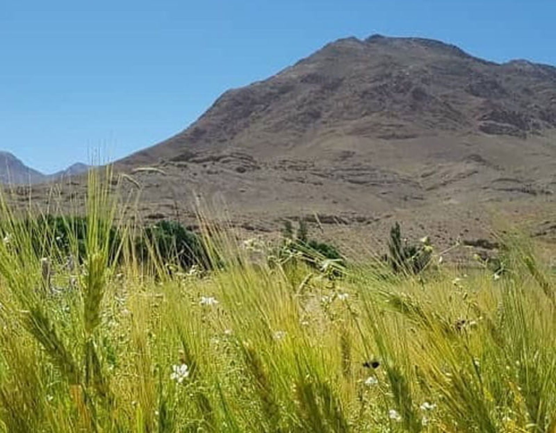 بوته زارهای اطراف کوهستان در روستای هونجان