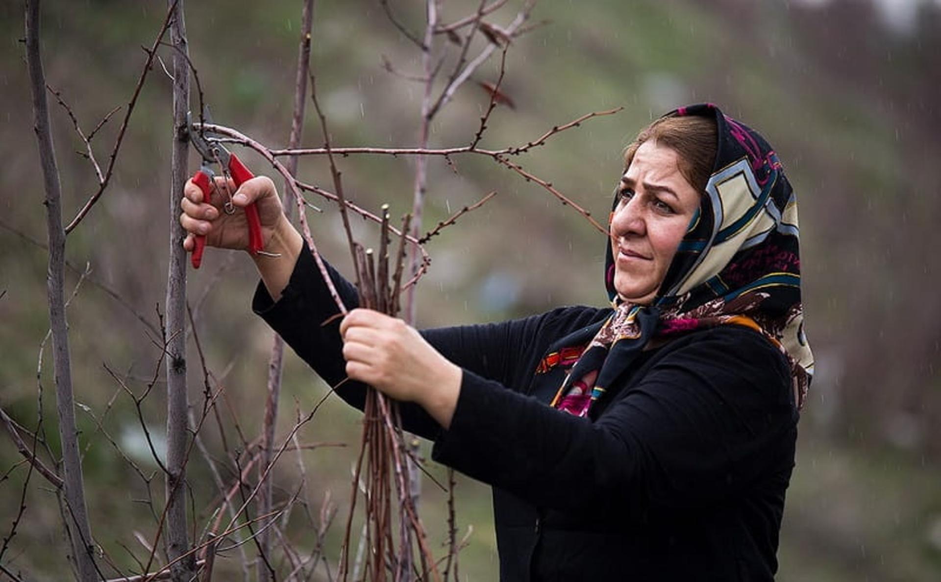 چیدن شاخه درخت ارغوان