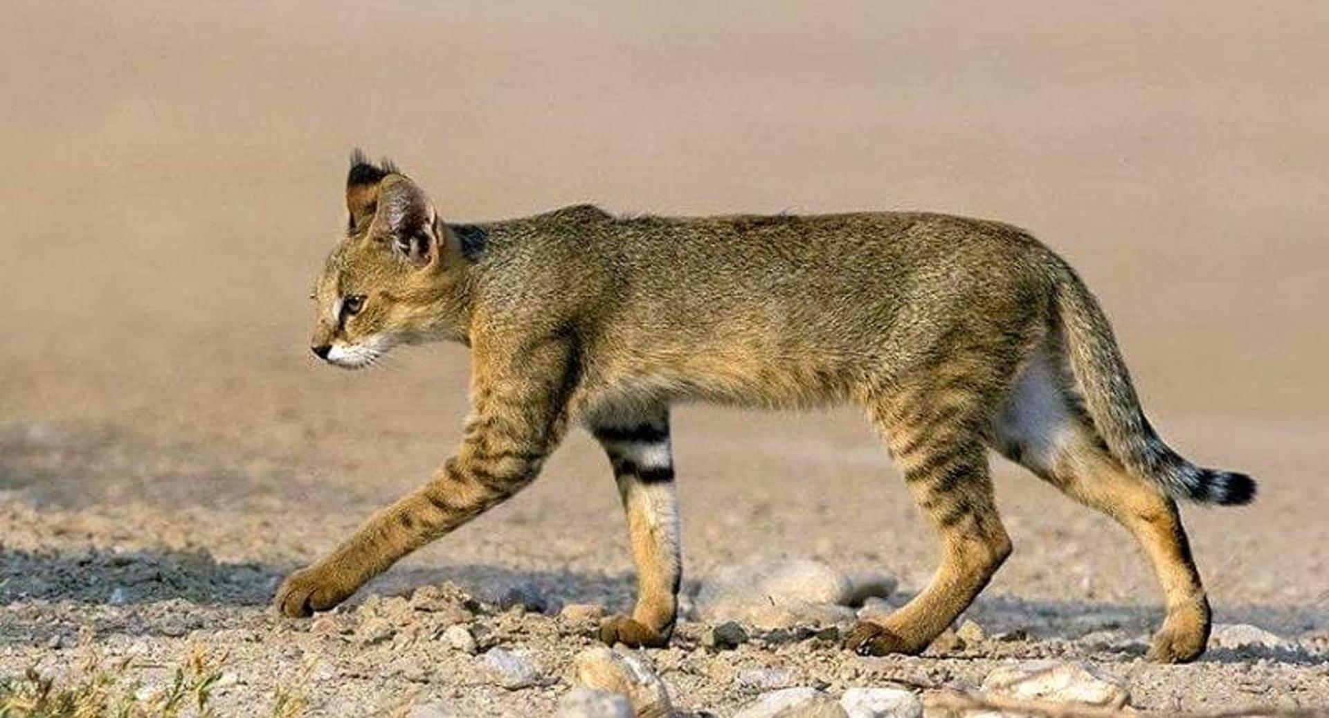 گربه وحشتی در منطقه دالاخانی