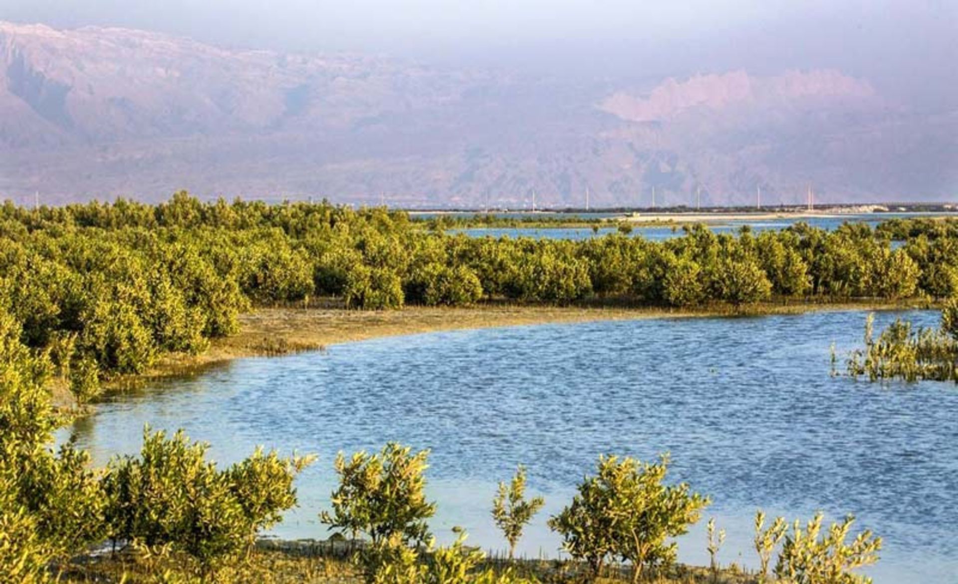 پوشش گیاهی پارک ملی نایبند