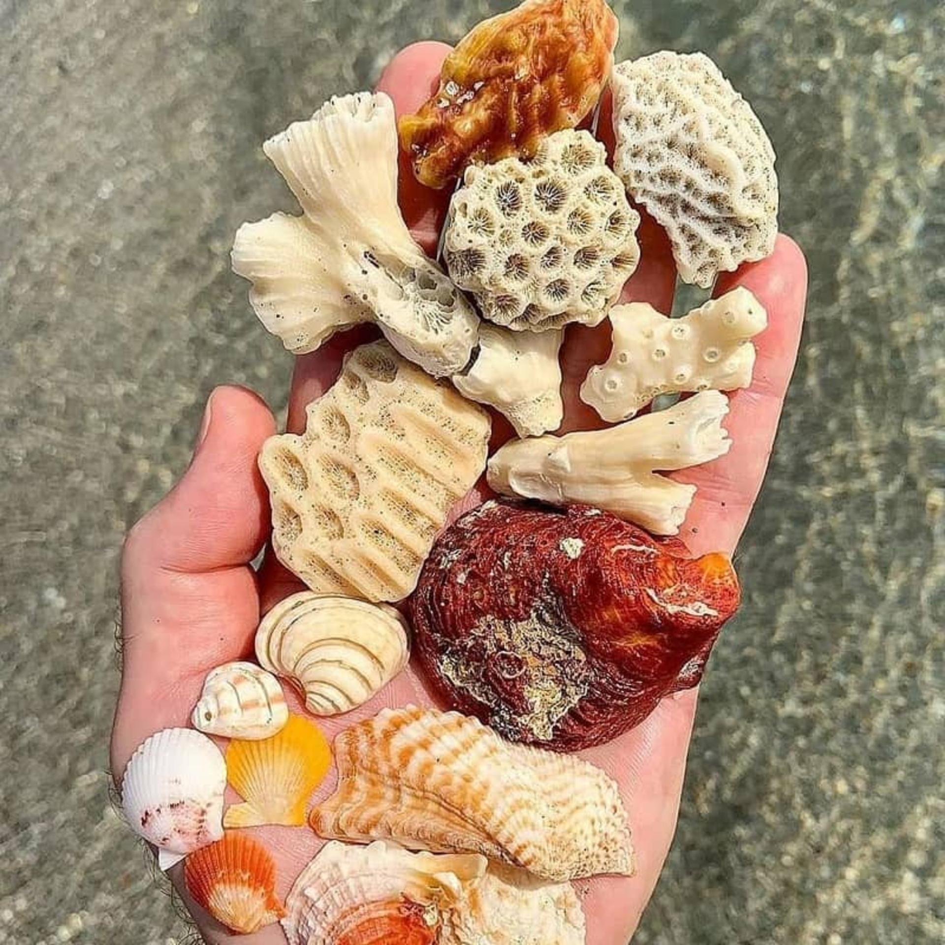 مرجان و حلزونهای رنگی رنگی