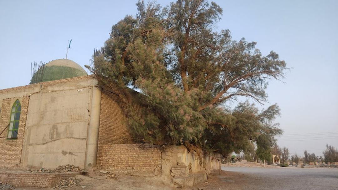 درخت گز زیارتگاه بی بی دوست