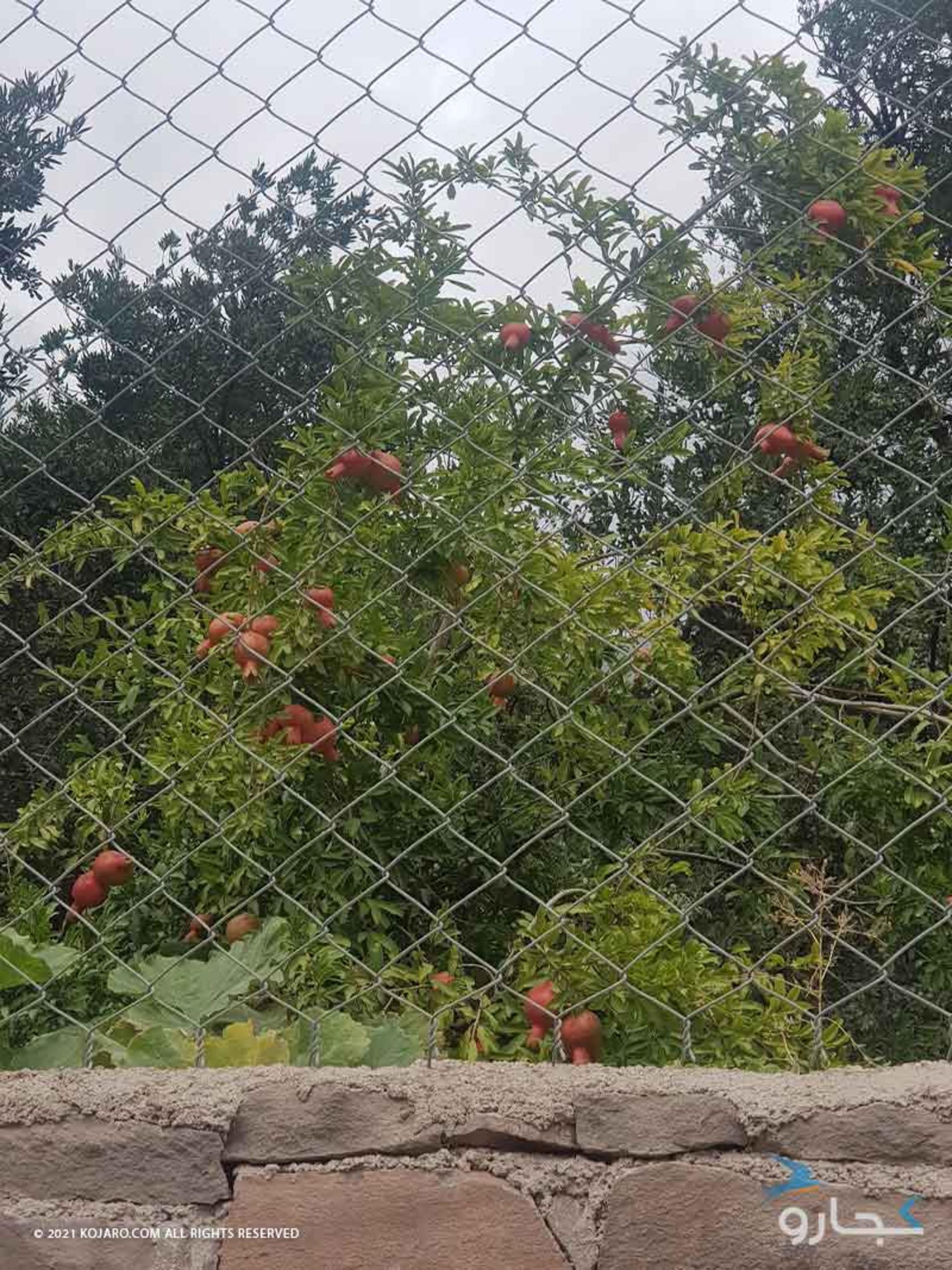 انار در هرزویل