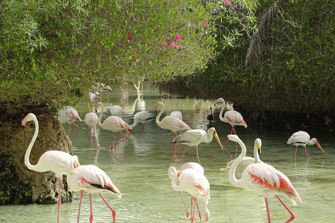 باغ پرندگان کیش