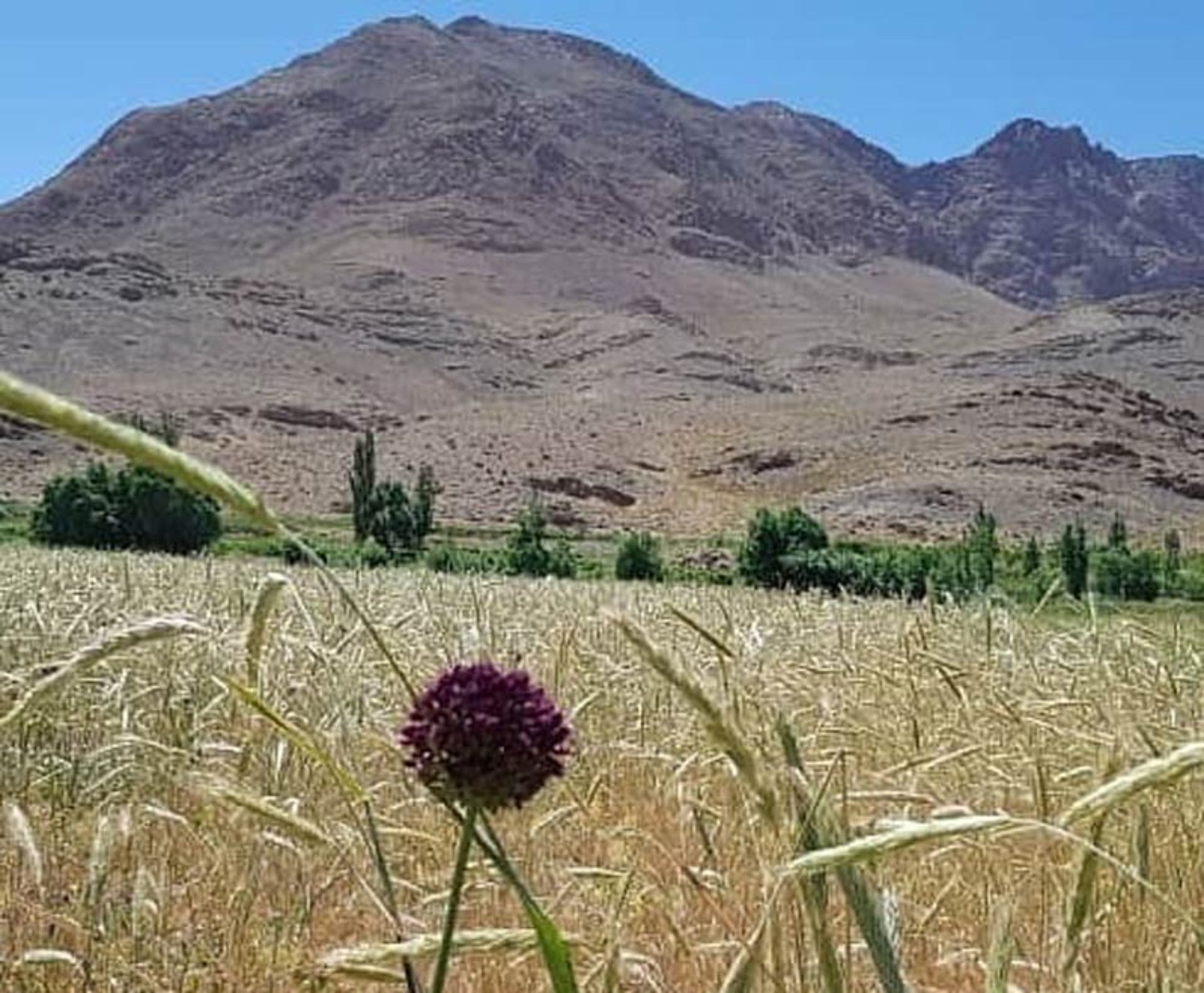 تک گل میان سبزه زارهای دامنه کوه در روستای هونجان اصفهان