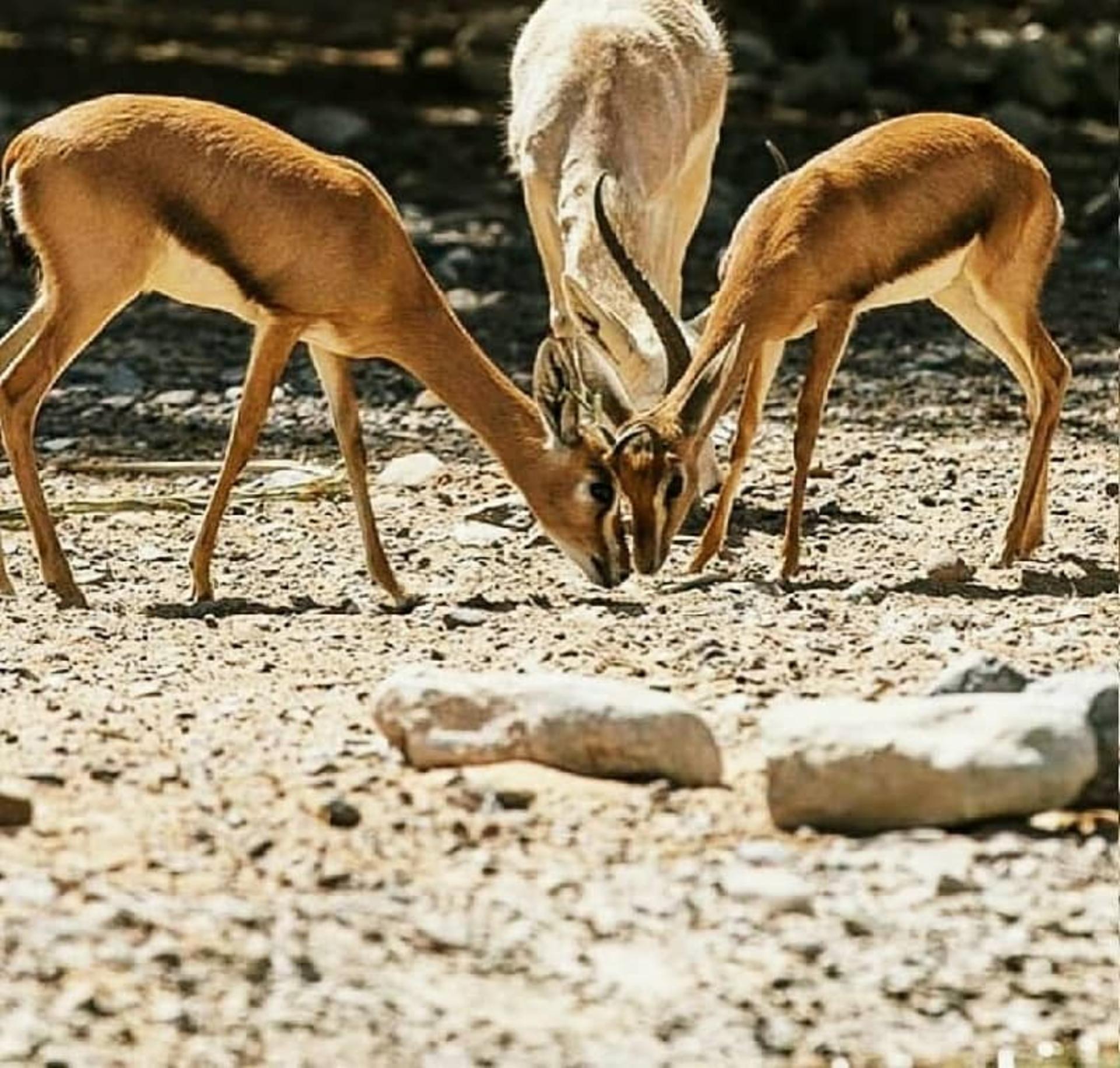 جبیر در هنگام