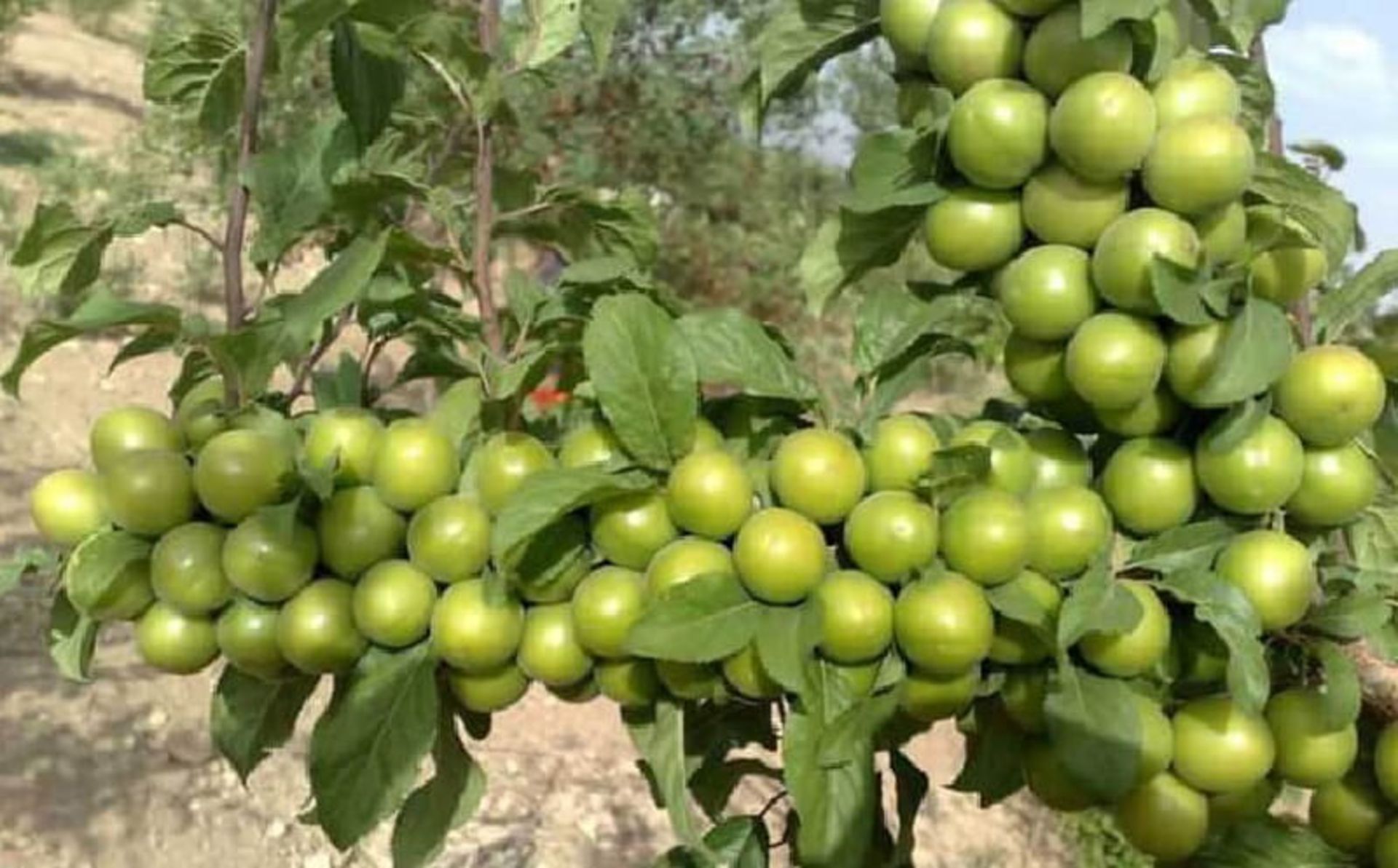 گوجه سبز 