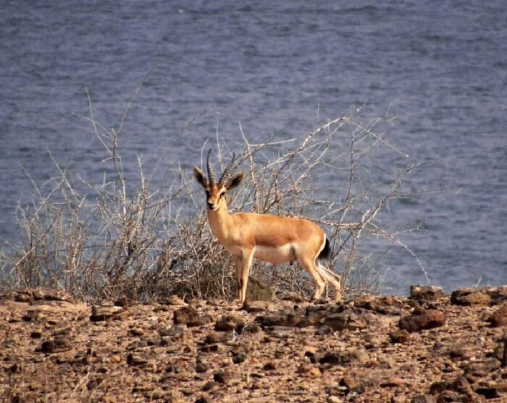 جبیر در ساحل دریای هنگام