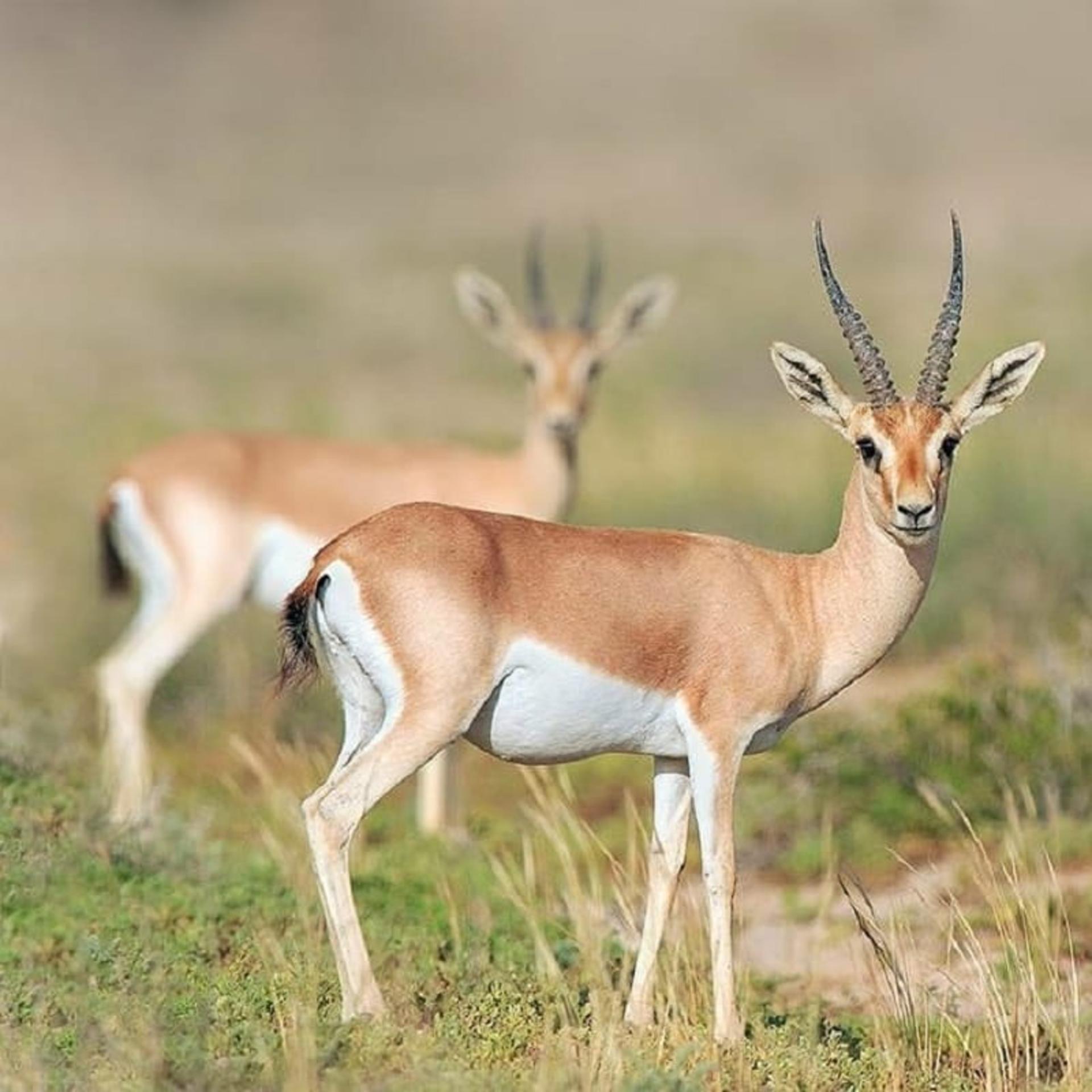 آهوی بومی هنگام
