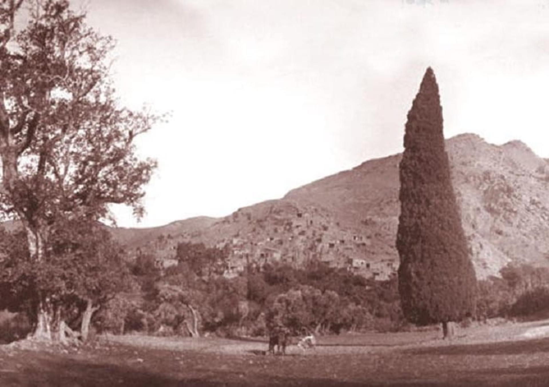 درخت سرو هرزویل منجیل