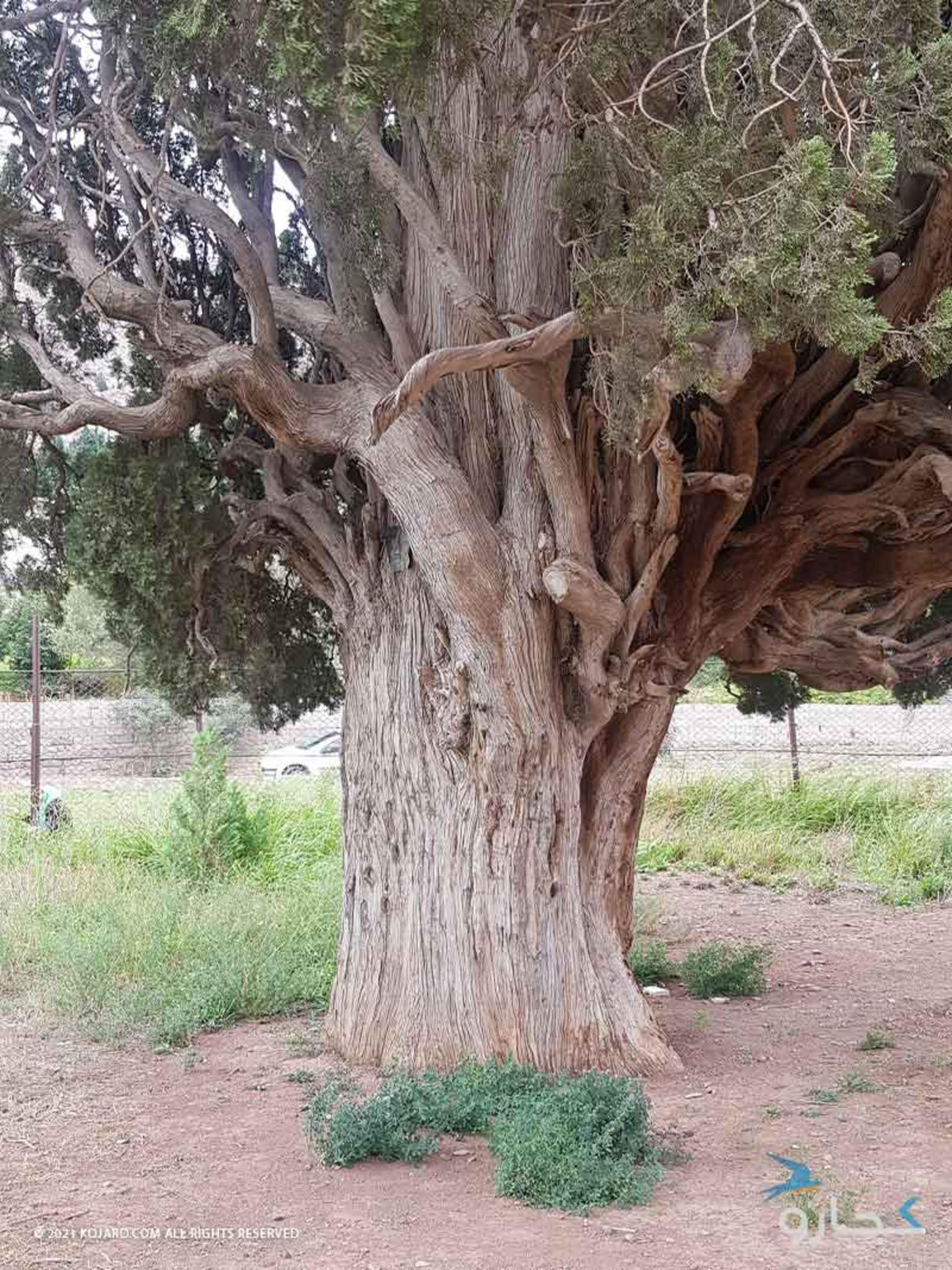 سرو هرزویل