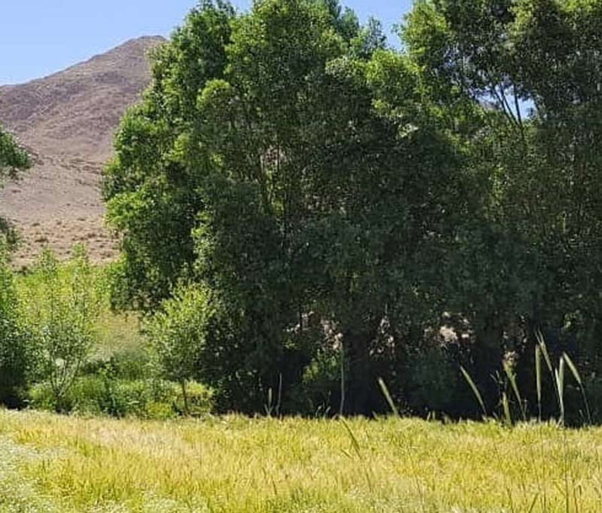 درختان انبوه در دشت های اطراف روستای هونجان