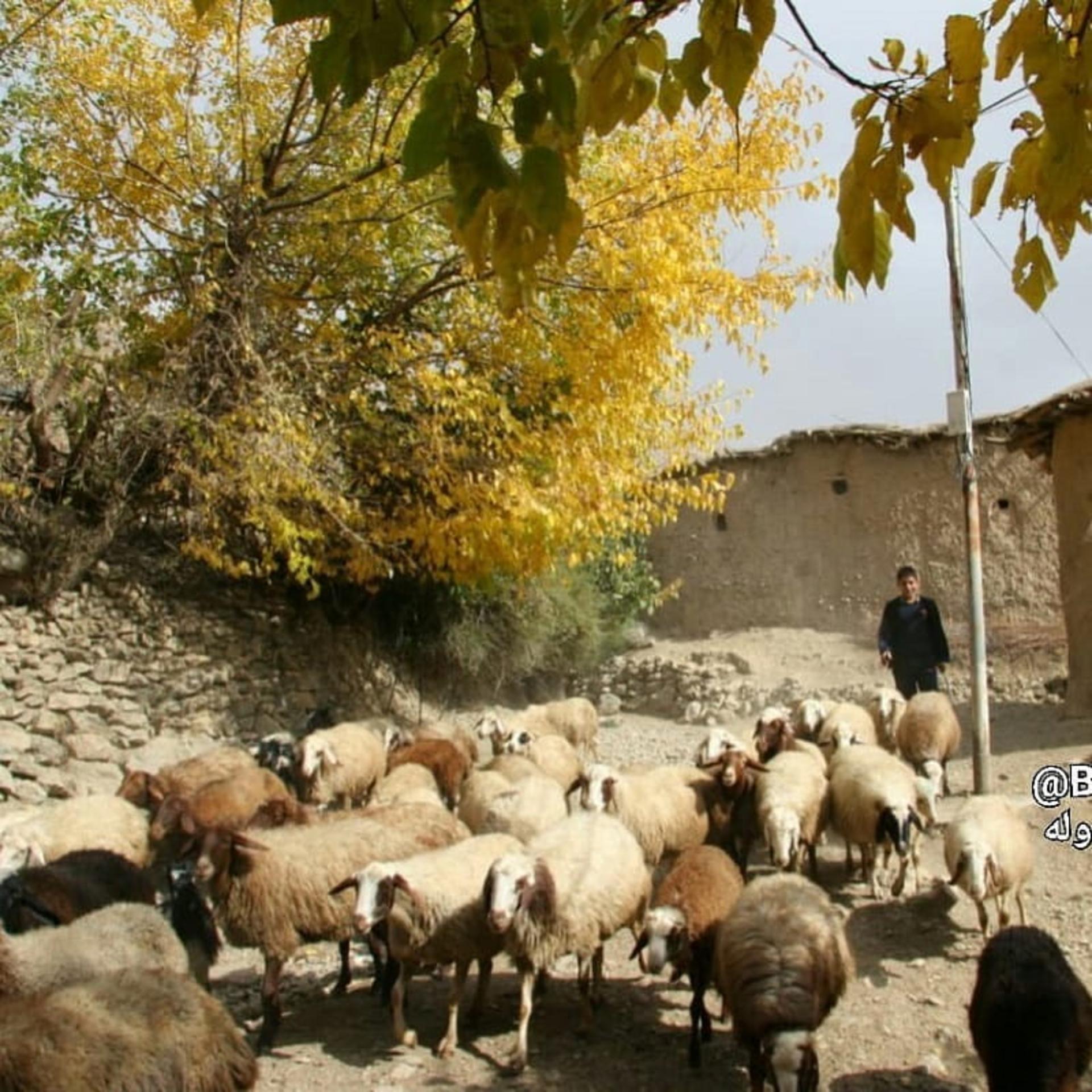 دامداری سنتی
