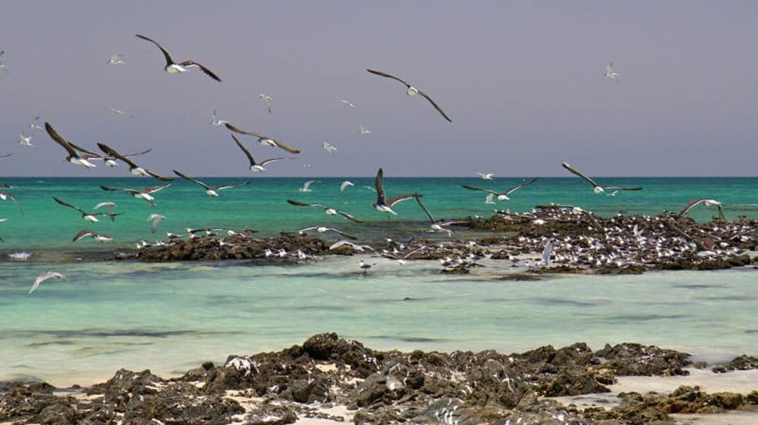 جزیره ماسیره