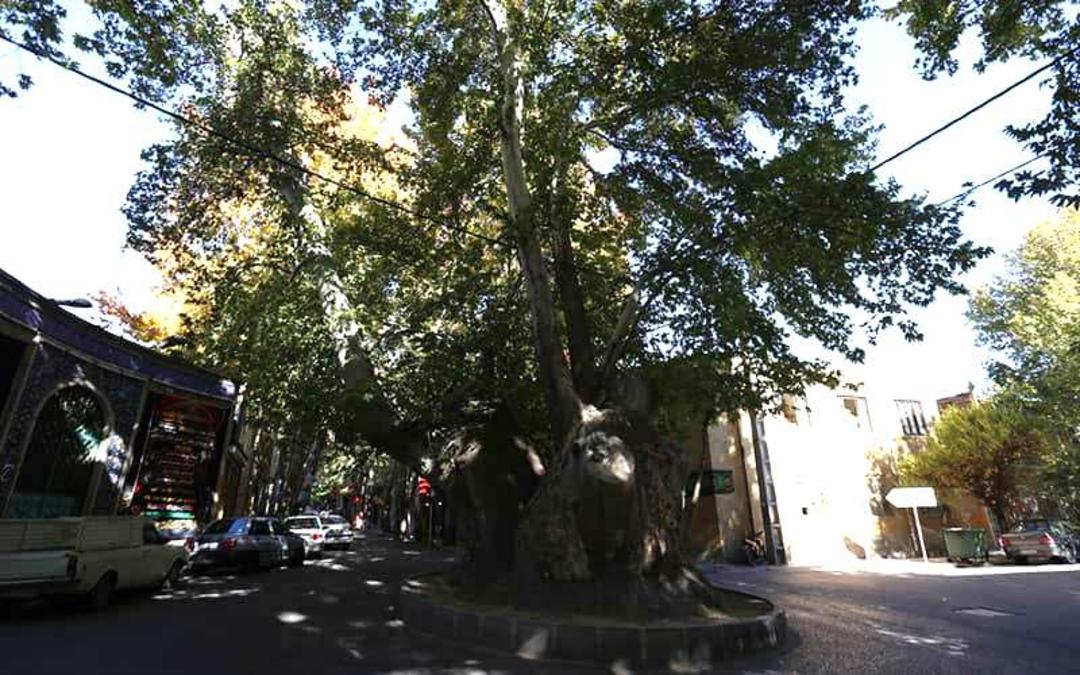 درخت قطور و تاریخی محلات در وسط خیابان