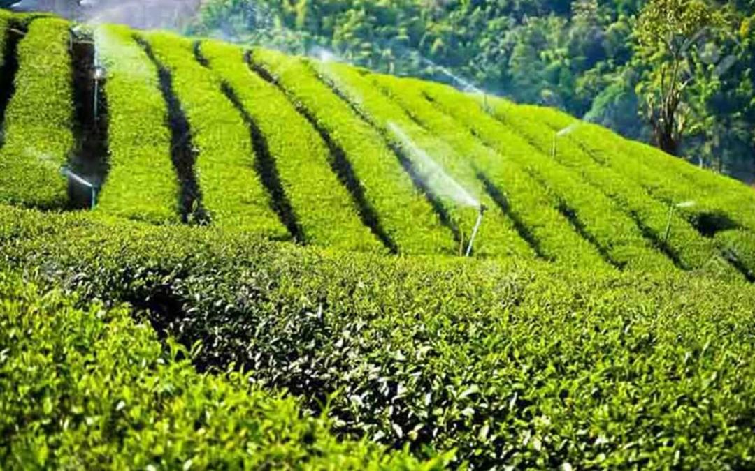 مزرعه چای وسیع در باغ چای عباس آباد