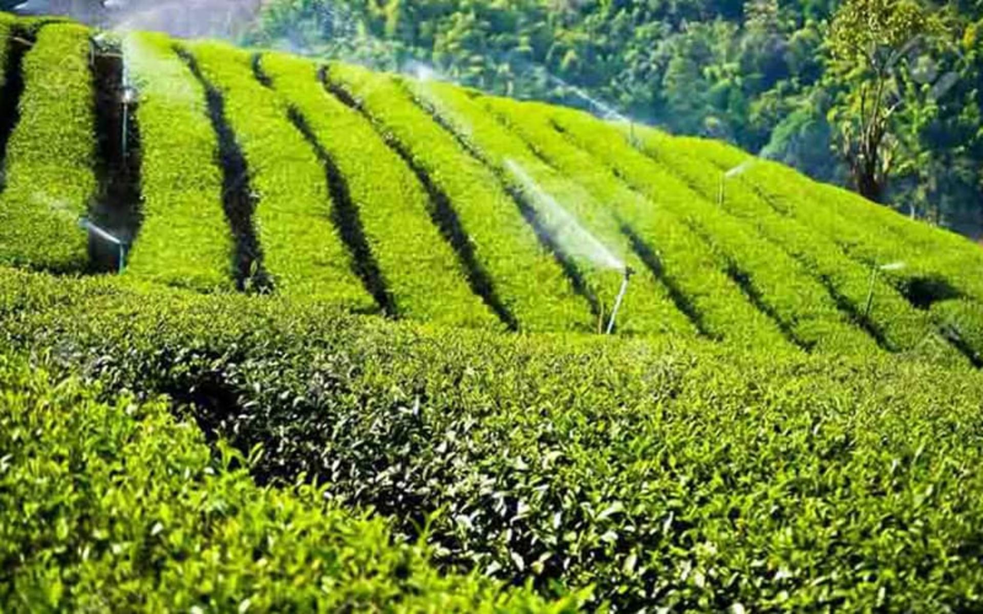 مزرعه چای وسیع در باغ چای عباس آباد