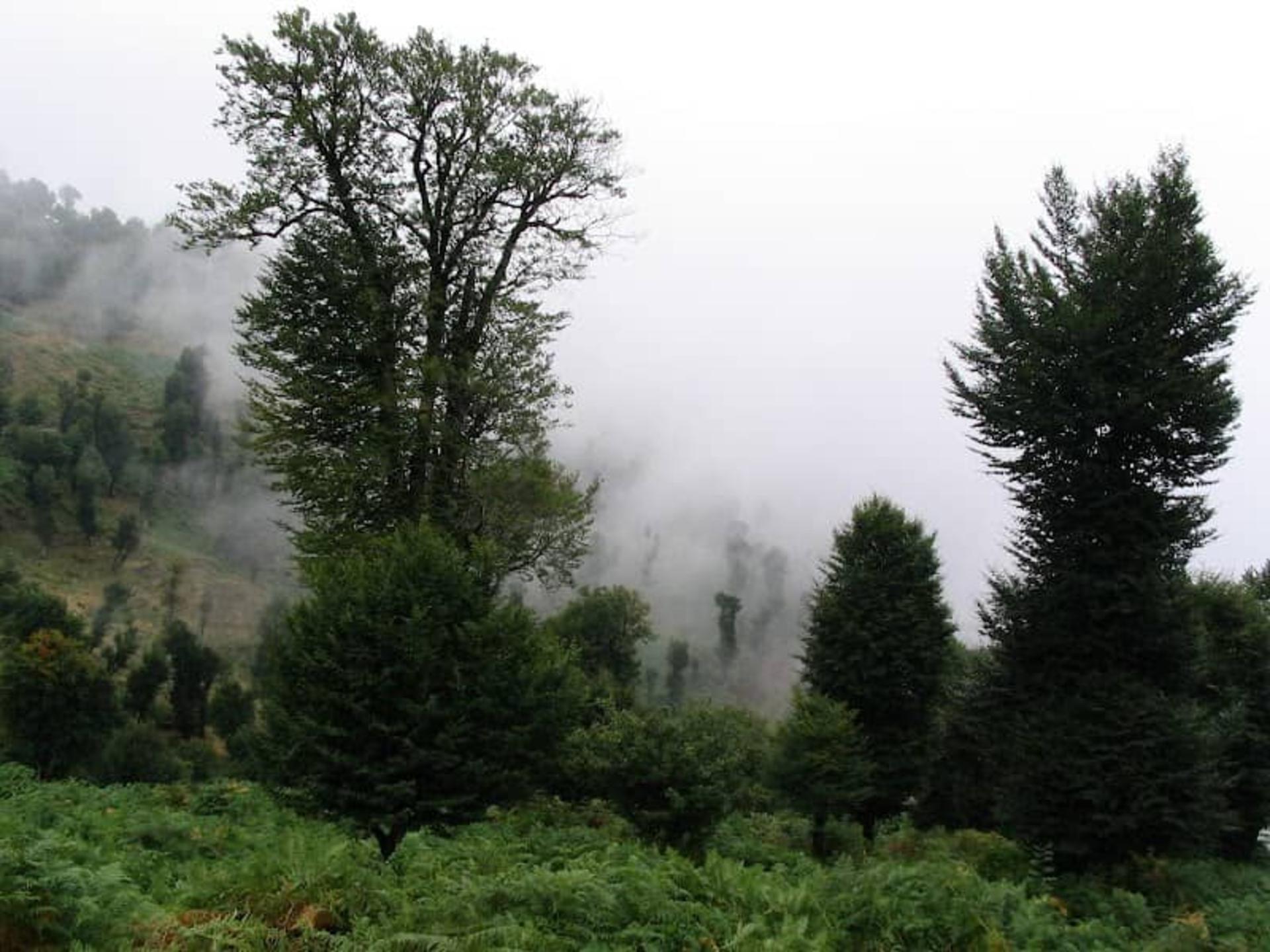 جنگلی سرسبز در مه