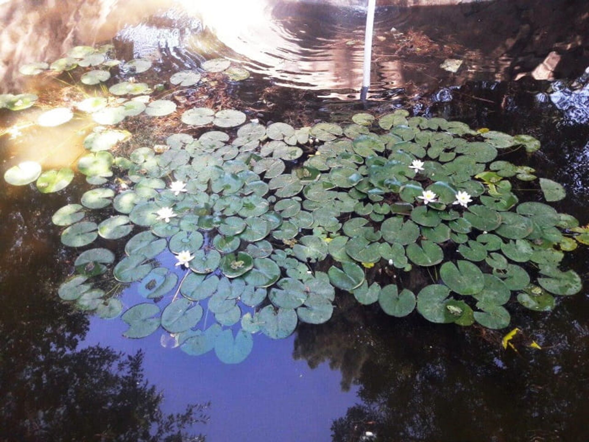 سراب نیلوفر