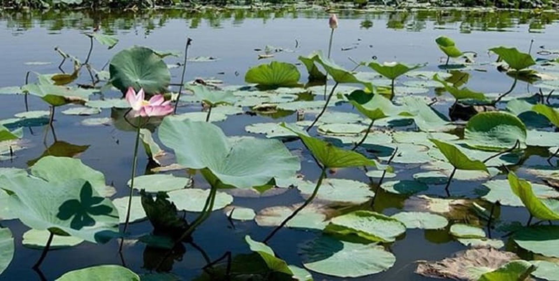 نیلوفر آبی