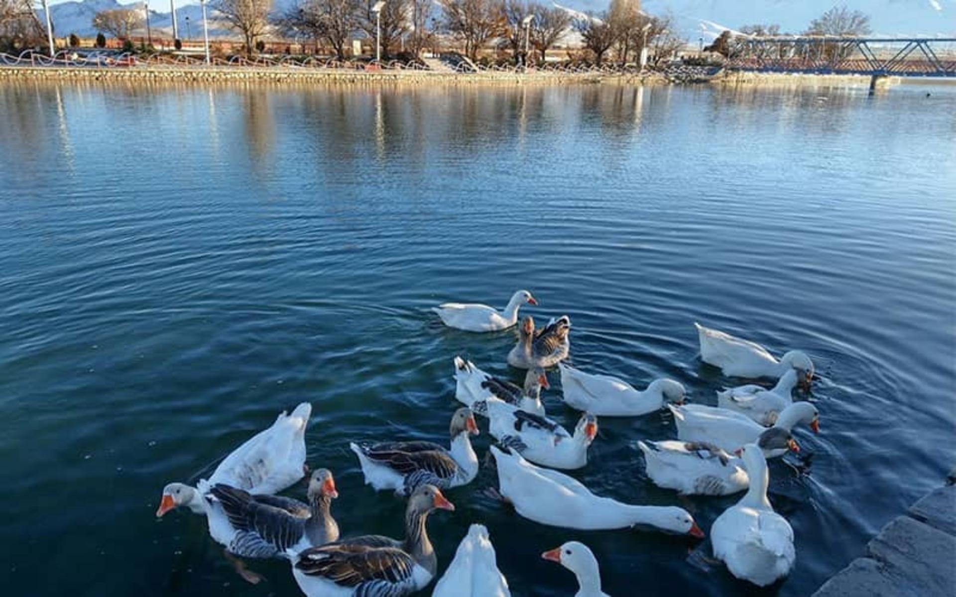 شنای غازها در سراب قروه