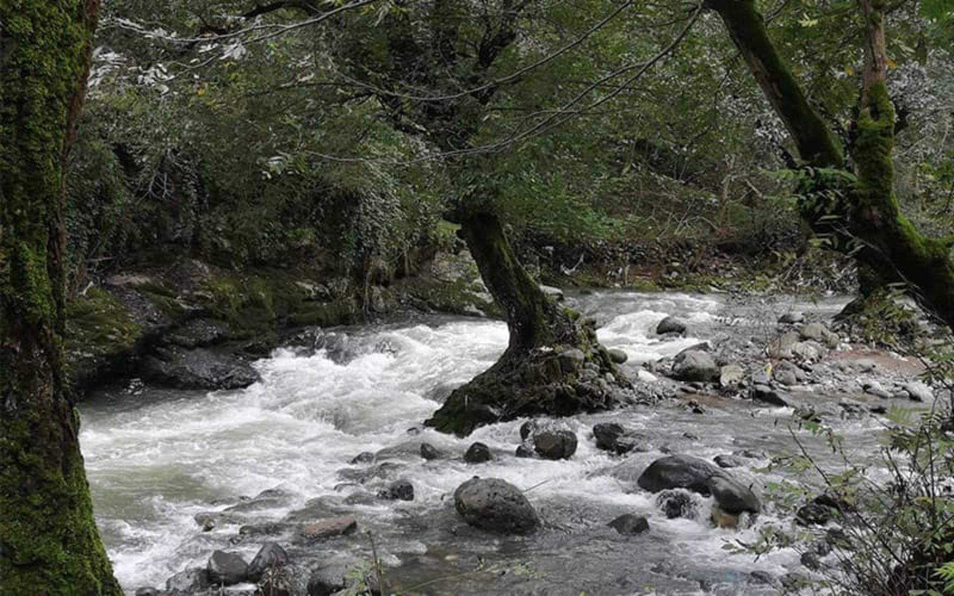 جریان پرآب رودخانه در میان جنگل روستای بلوردکان