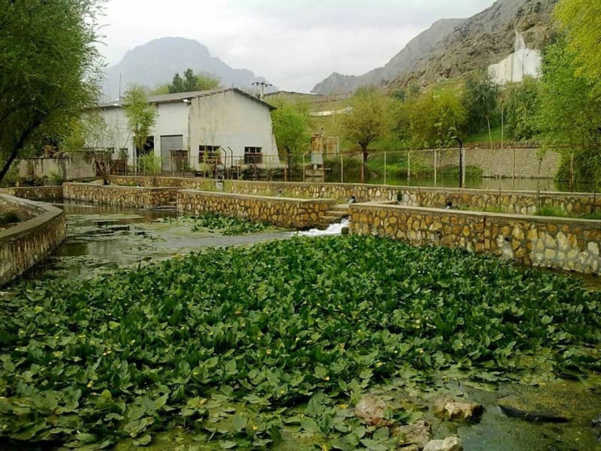نیلوفر آبی