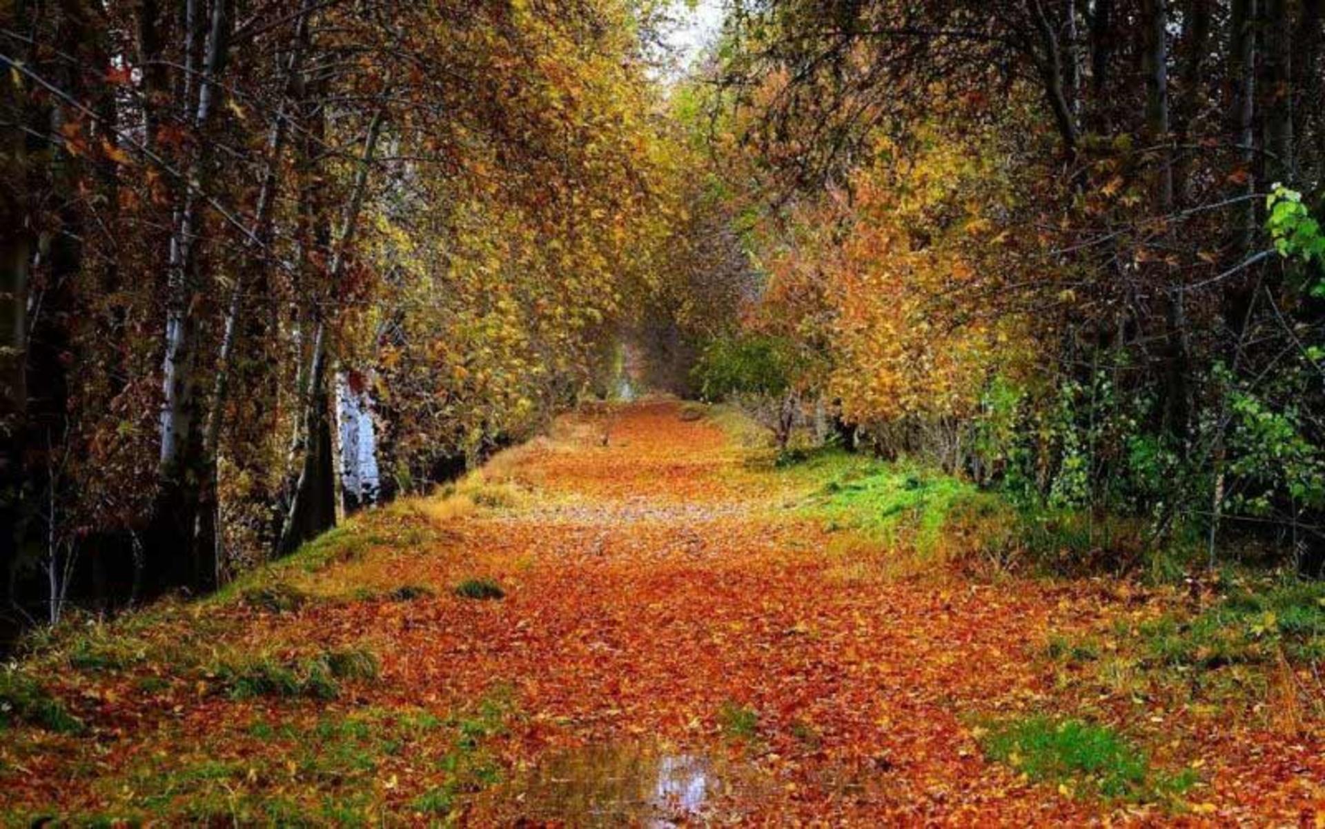 زمسن پوشیده از برگ های نارنجی پاییز در روستای برغان