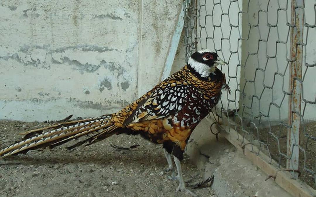 پرنده زیبا و نادر در باغ پرندگان آستارا