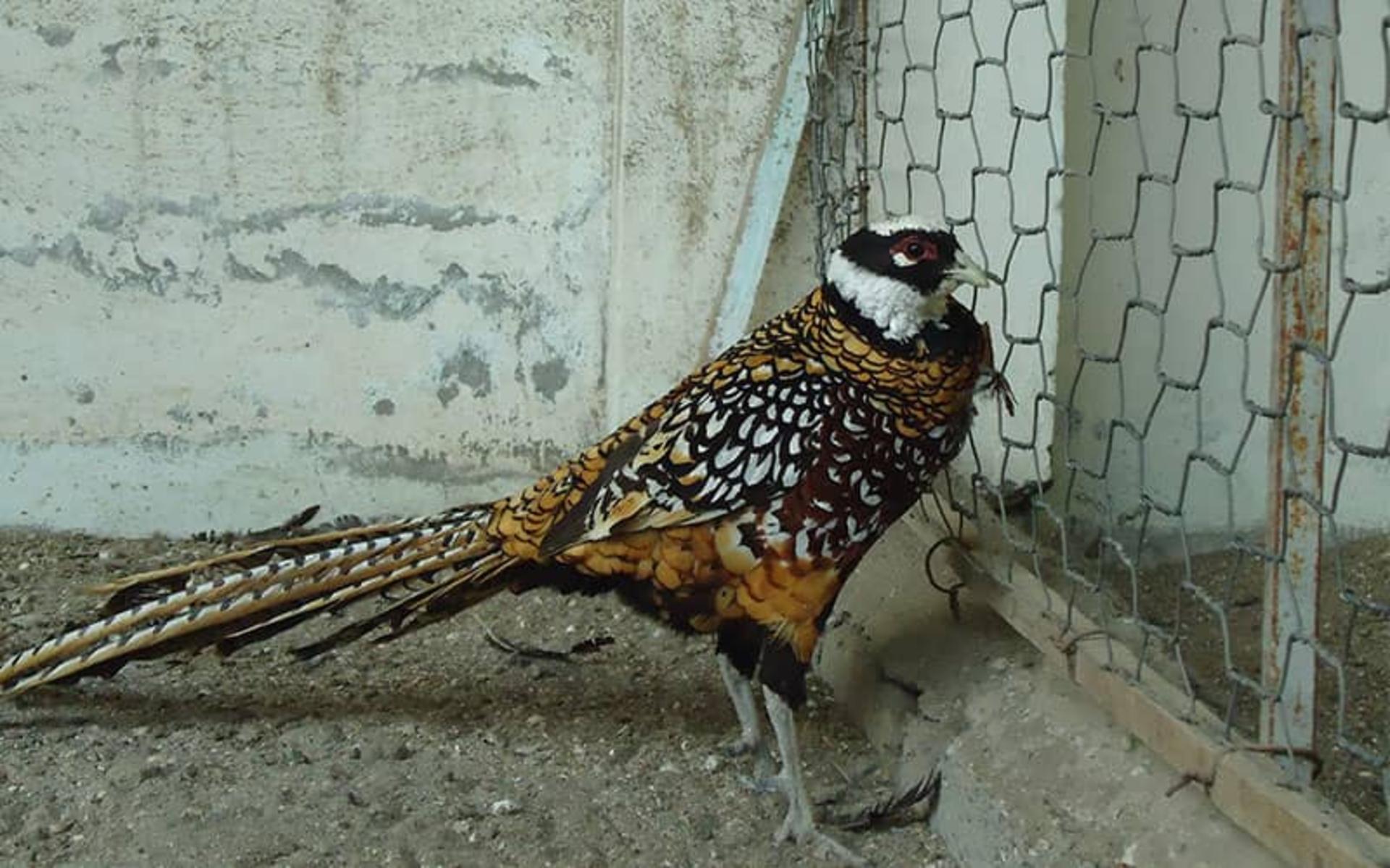 پرنده زیبا و نادر در باغ پرندگان آستارا