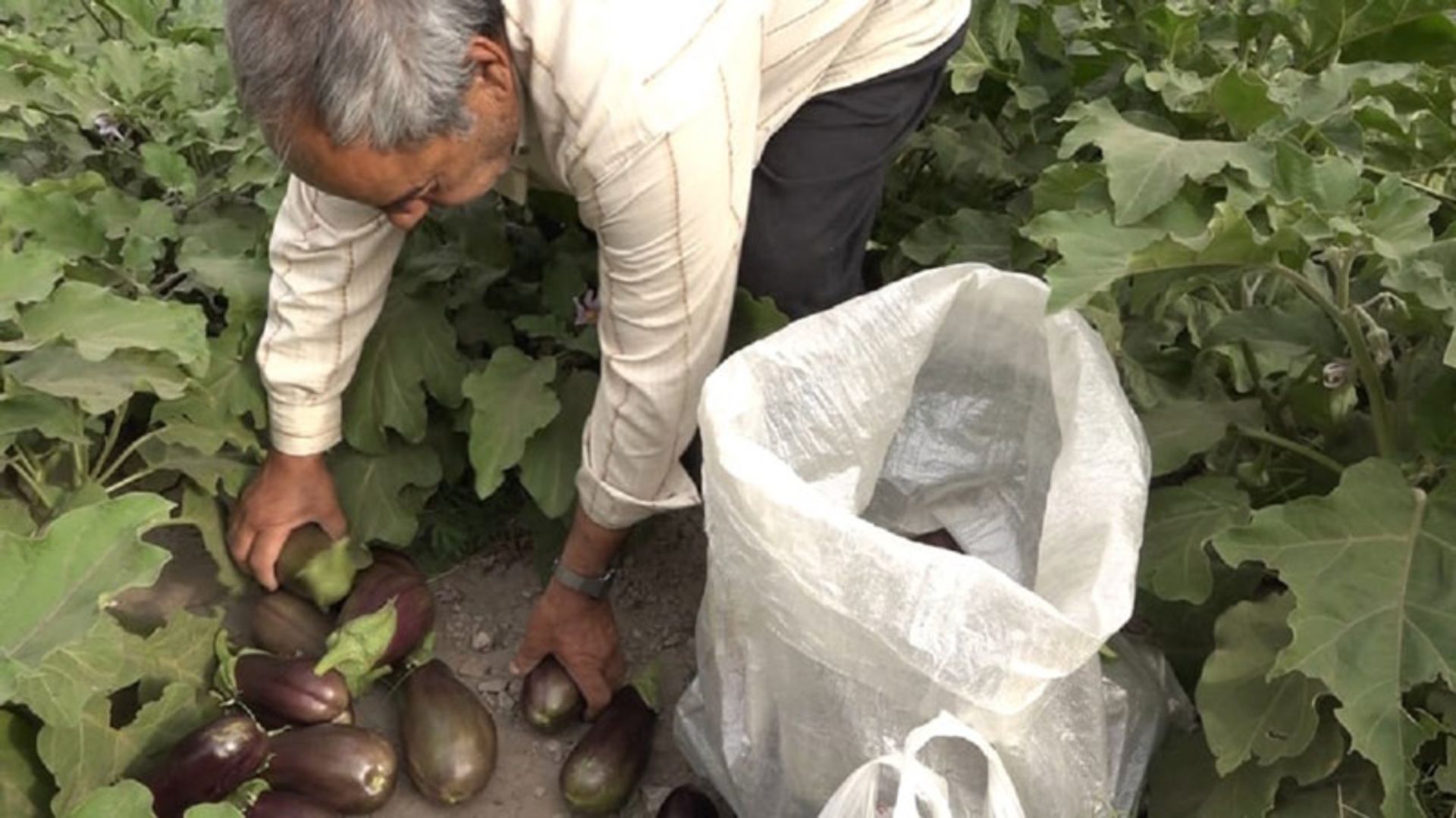 برداشت بادمجان در روستای گردشگری قطرم