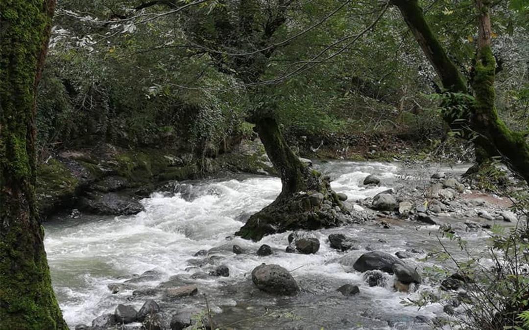 جریان رودخانه در منطقه ای جنگلی