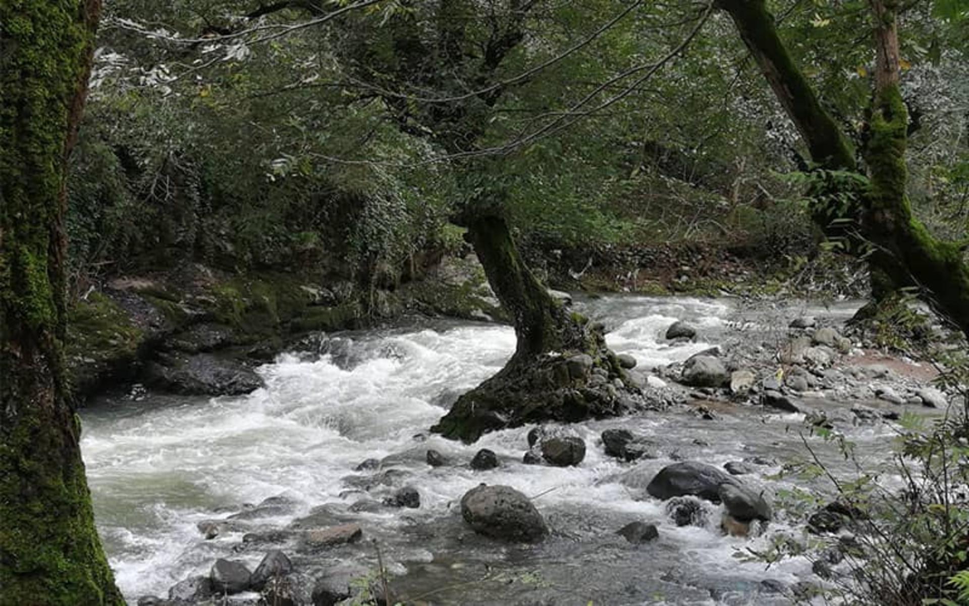 جریان رودخانه در منطقه ای جنگلی